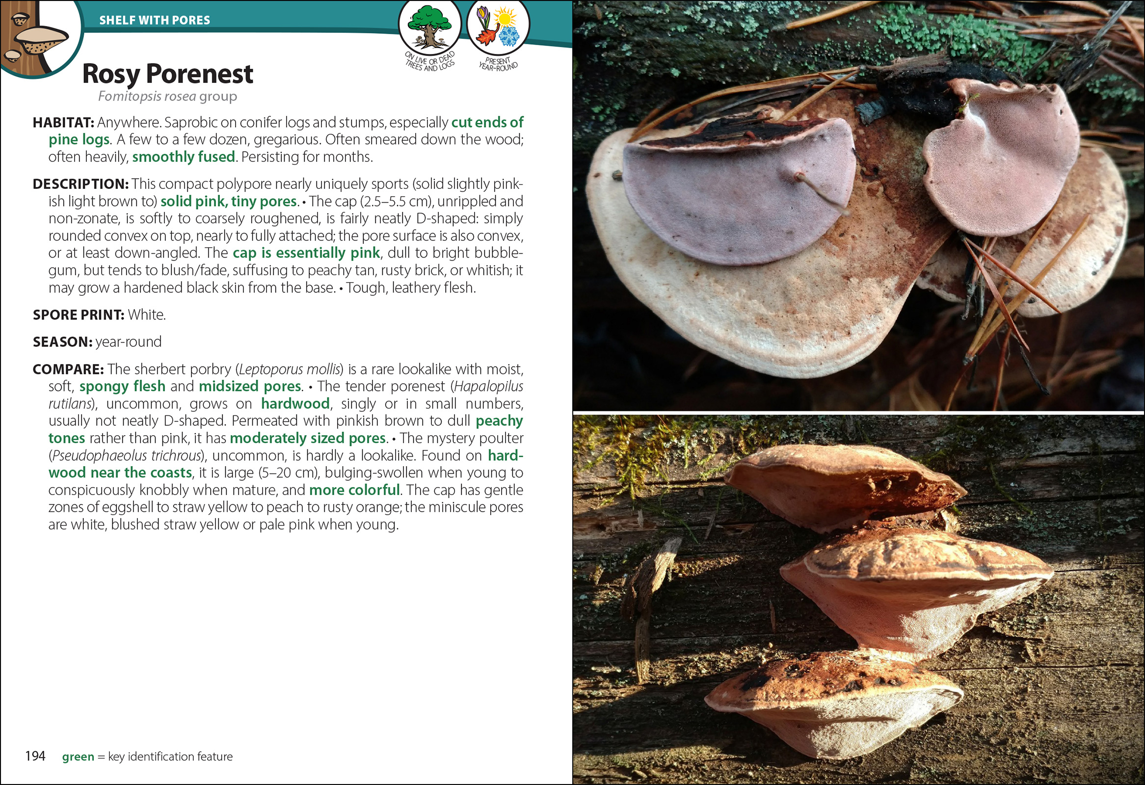 Mushrooms of the South