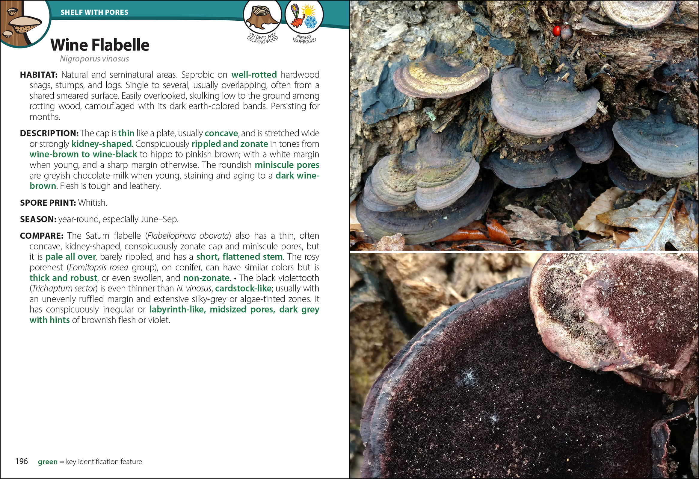Mushrooms of the South