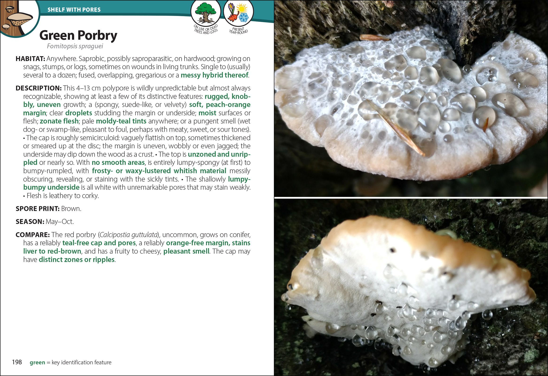 Mushrooms of the South