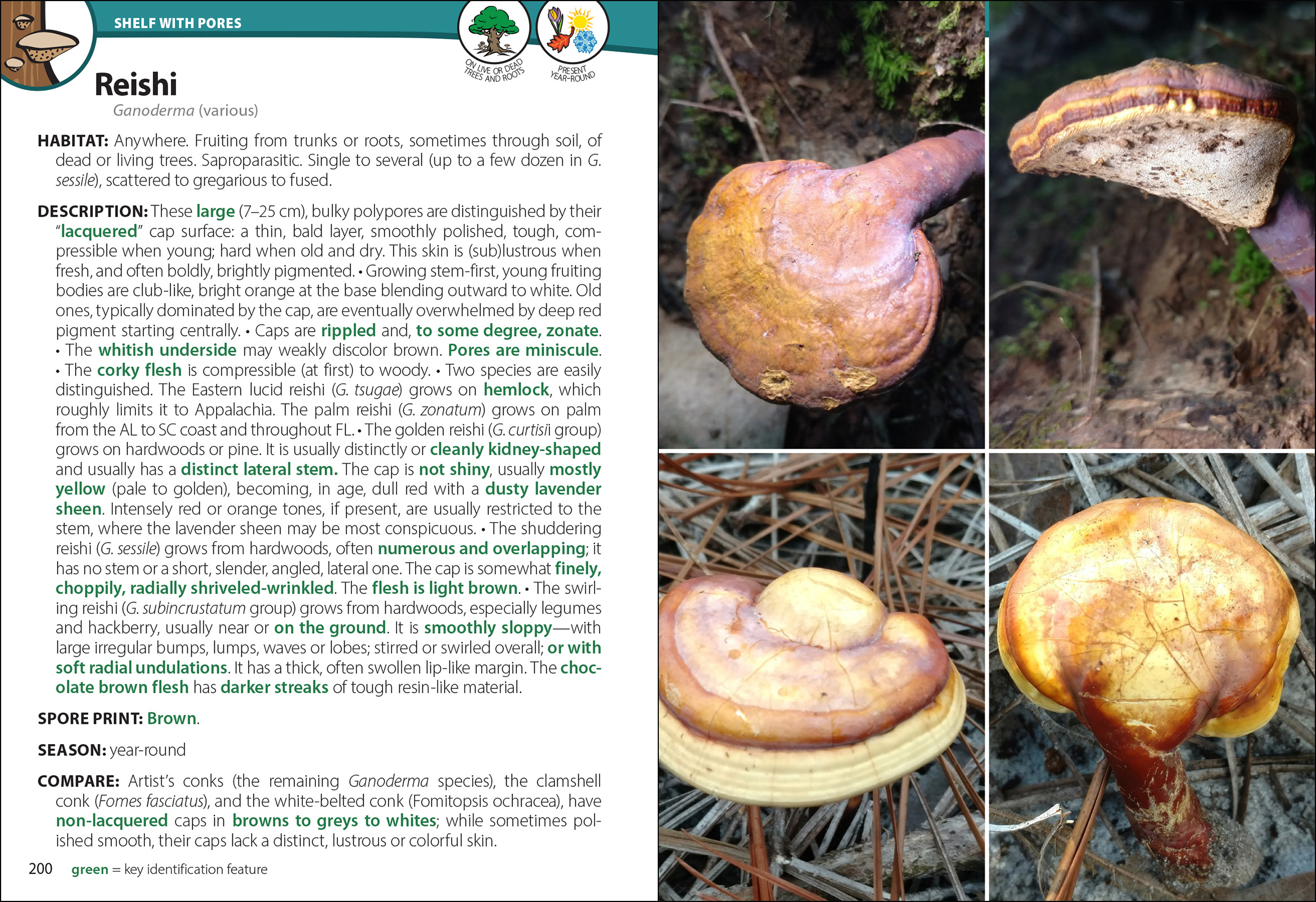 Mushrooms of the South