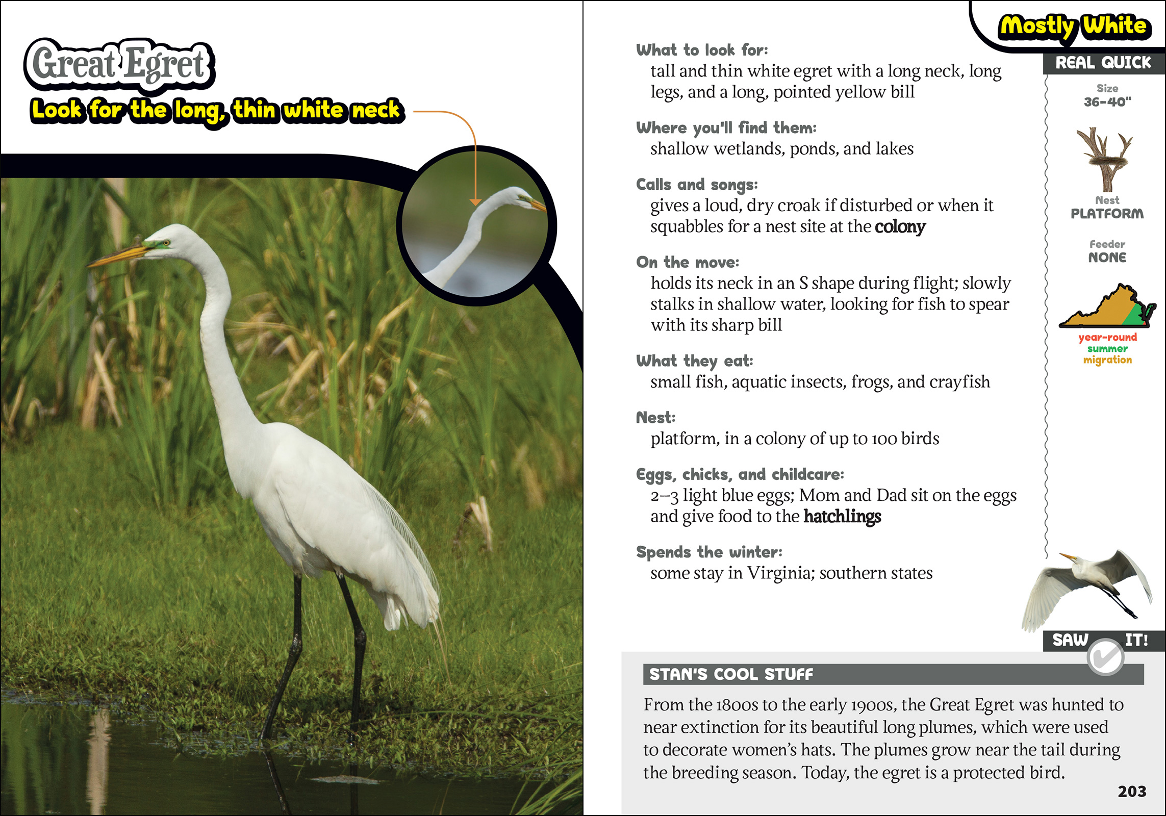 The Kids' Guide to Birds of Virginia