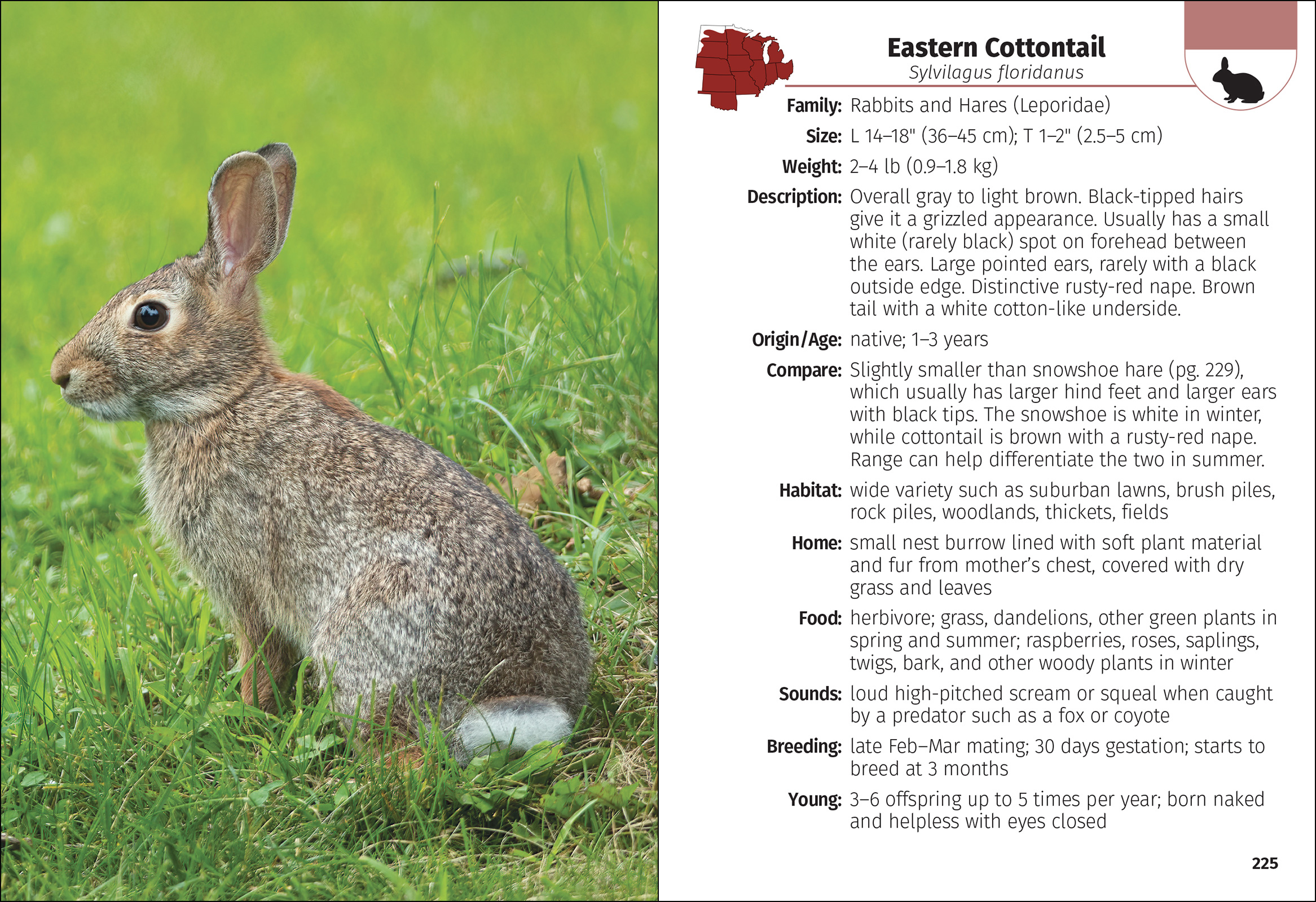 Mammals of the Midwest Field Guide