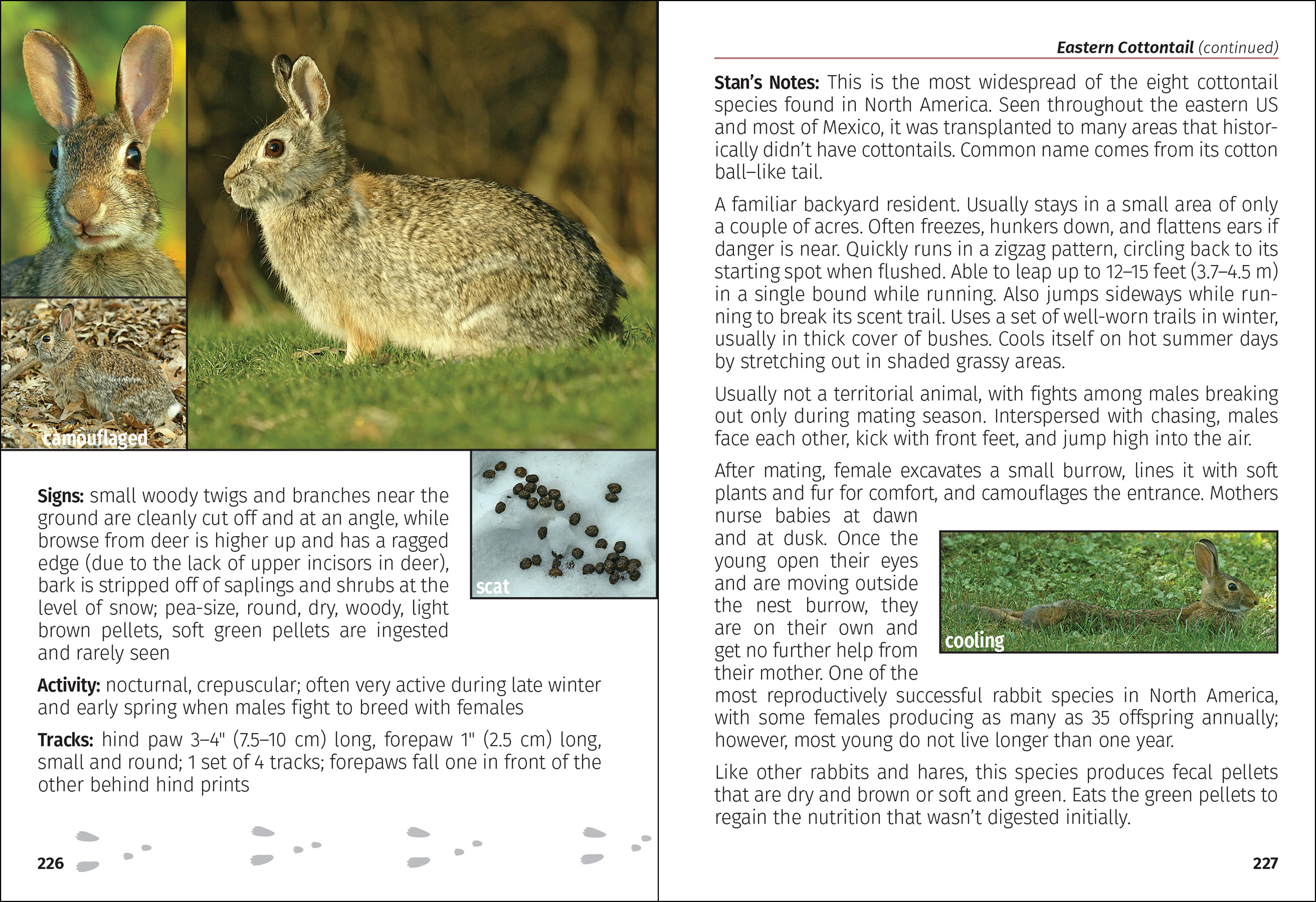 Mammals of the Midwest Field Guide