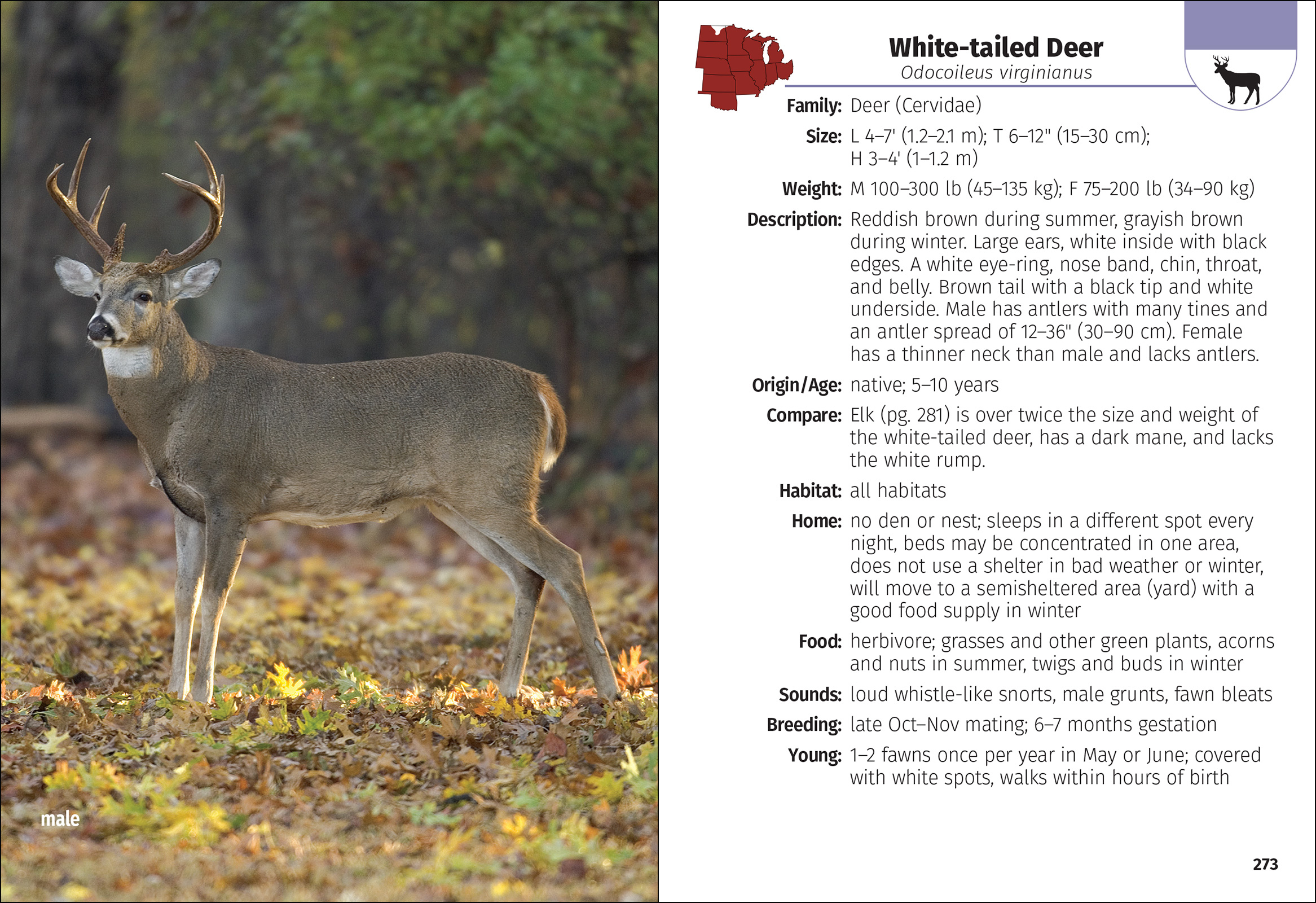Mammals of the Midwest Field Guide