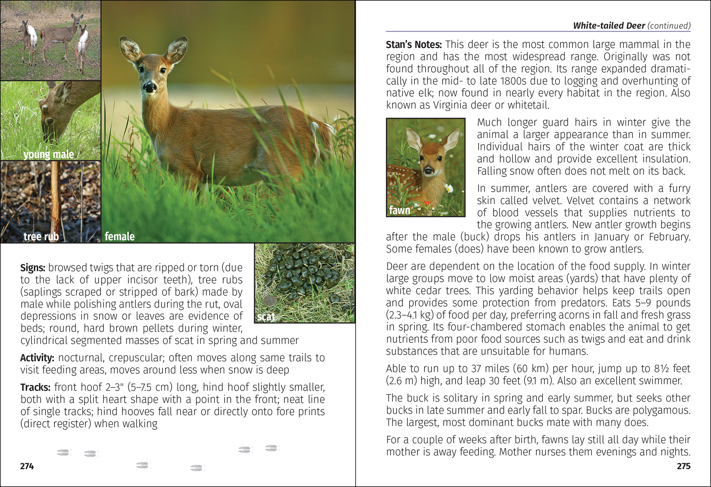 Mammals of the Midwest Field Guide