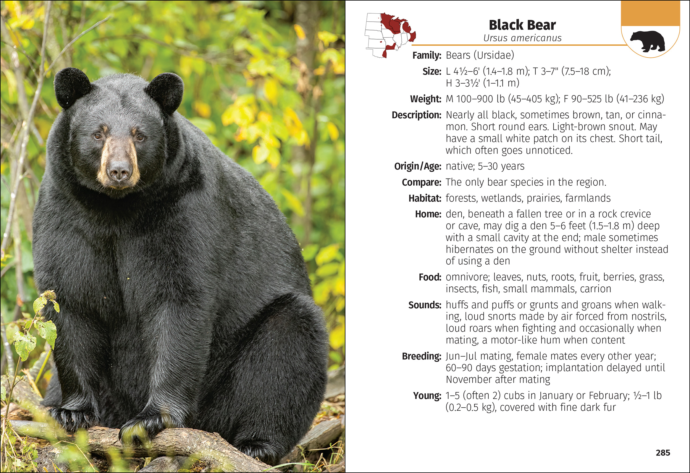 Mammals of the Midwest Field Guide