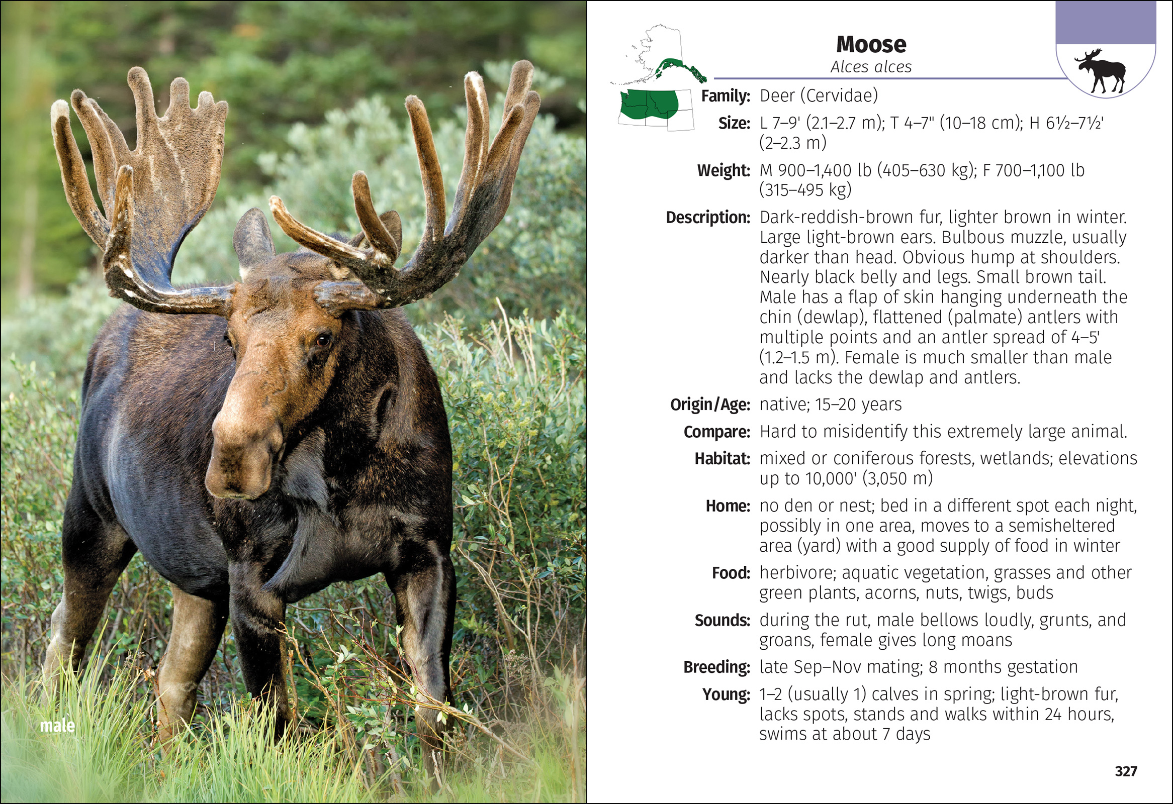 Mammals of the Northwest Field Guide
