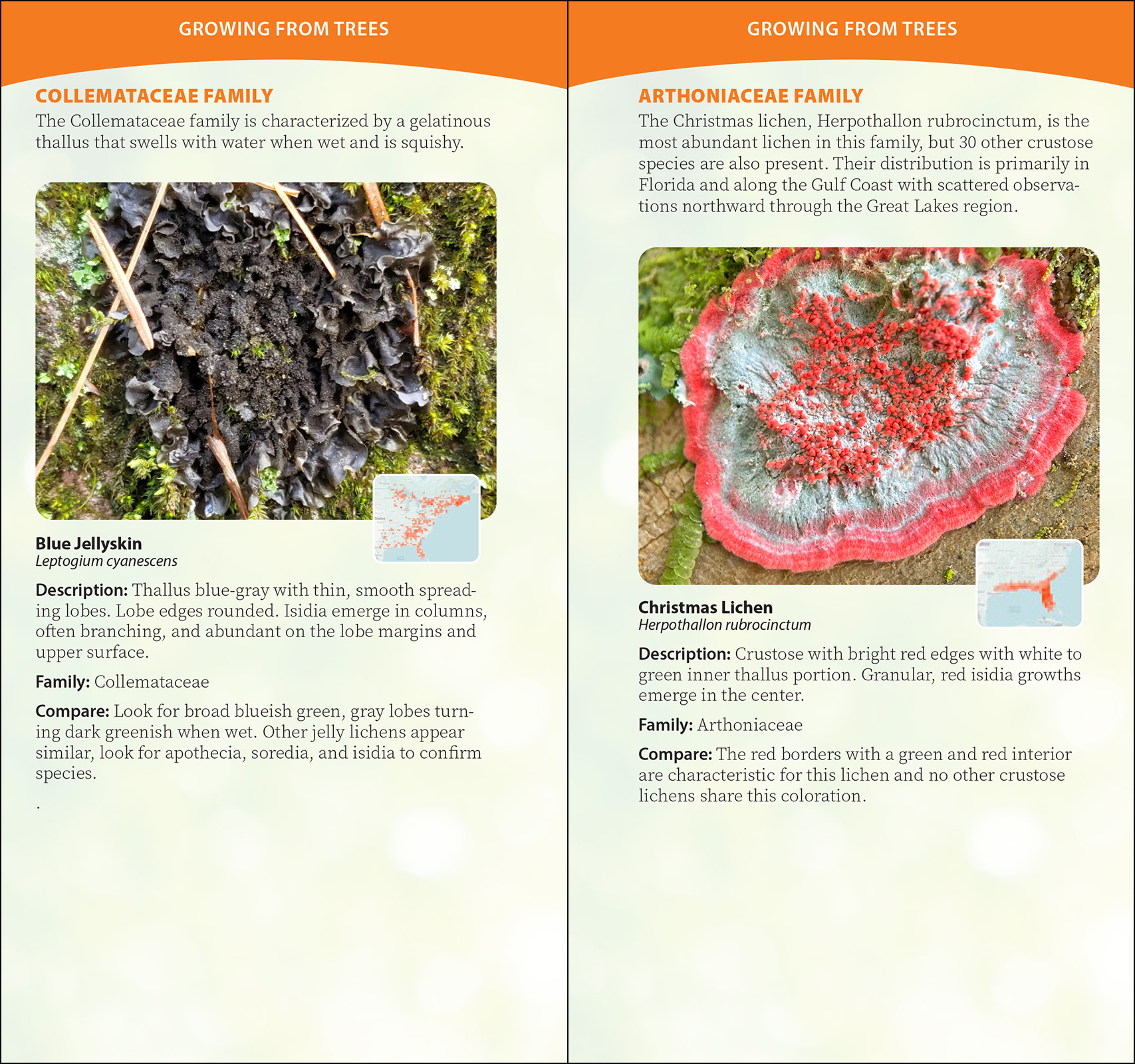 Common Lichens of the Eastern United States