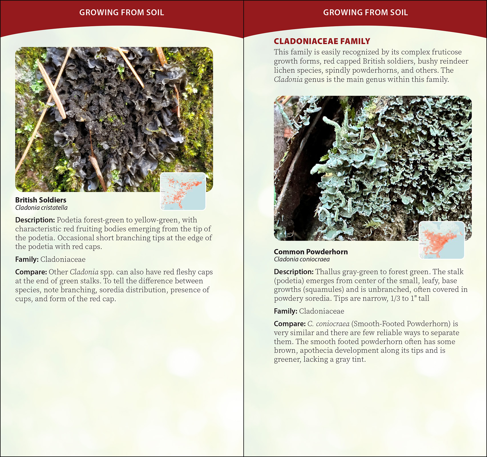 Common Lichens of the Eastern United States