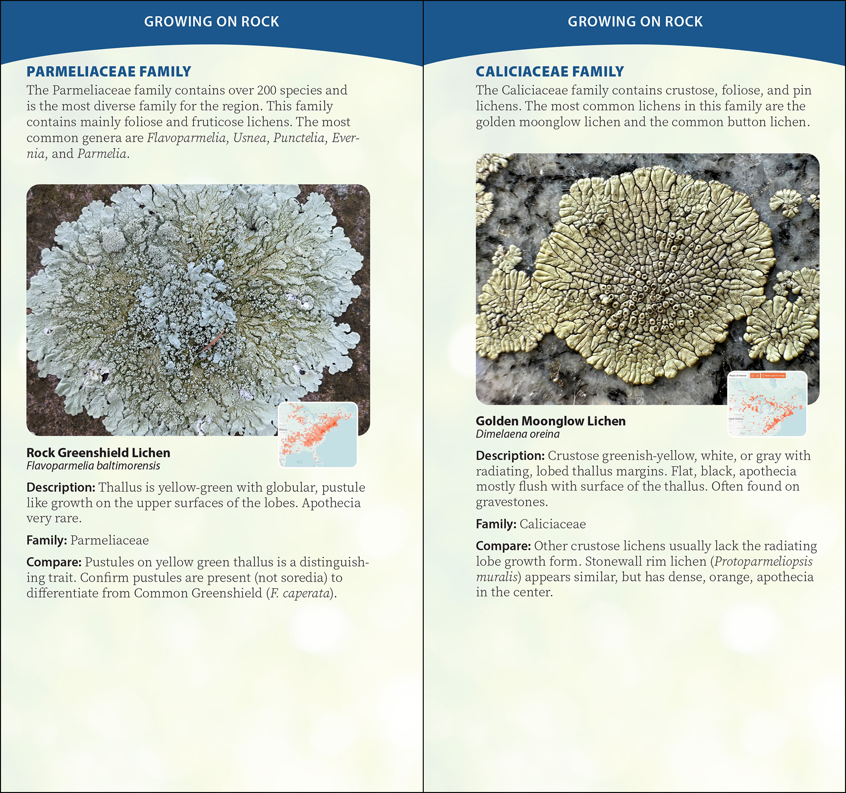 Common Lichens of the Eastern United States