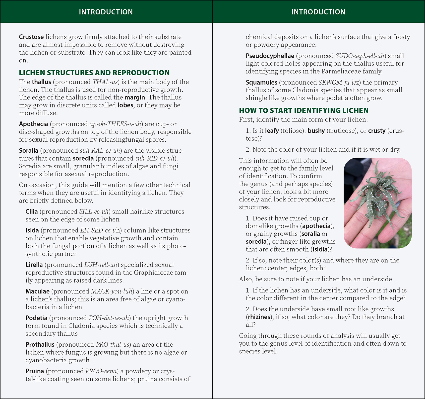 Common Lichens of the Eastern United States