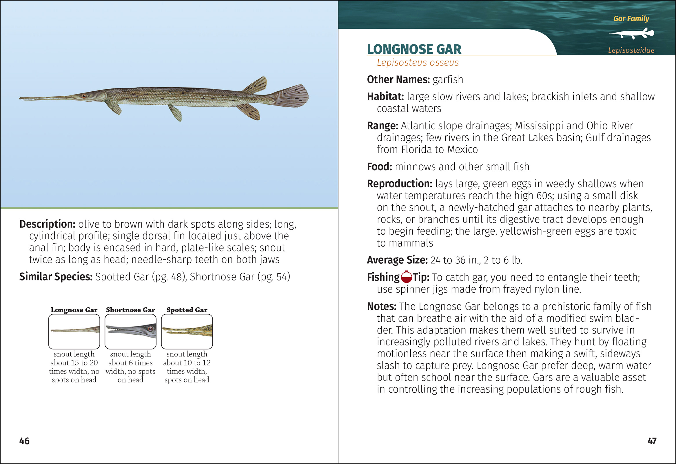 Freshwater Fish of North America Field Guide