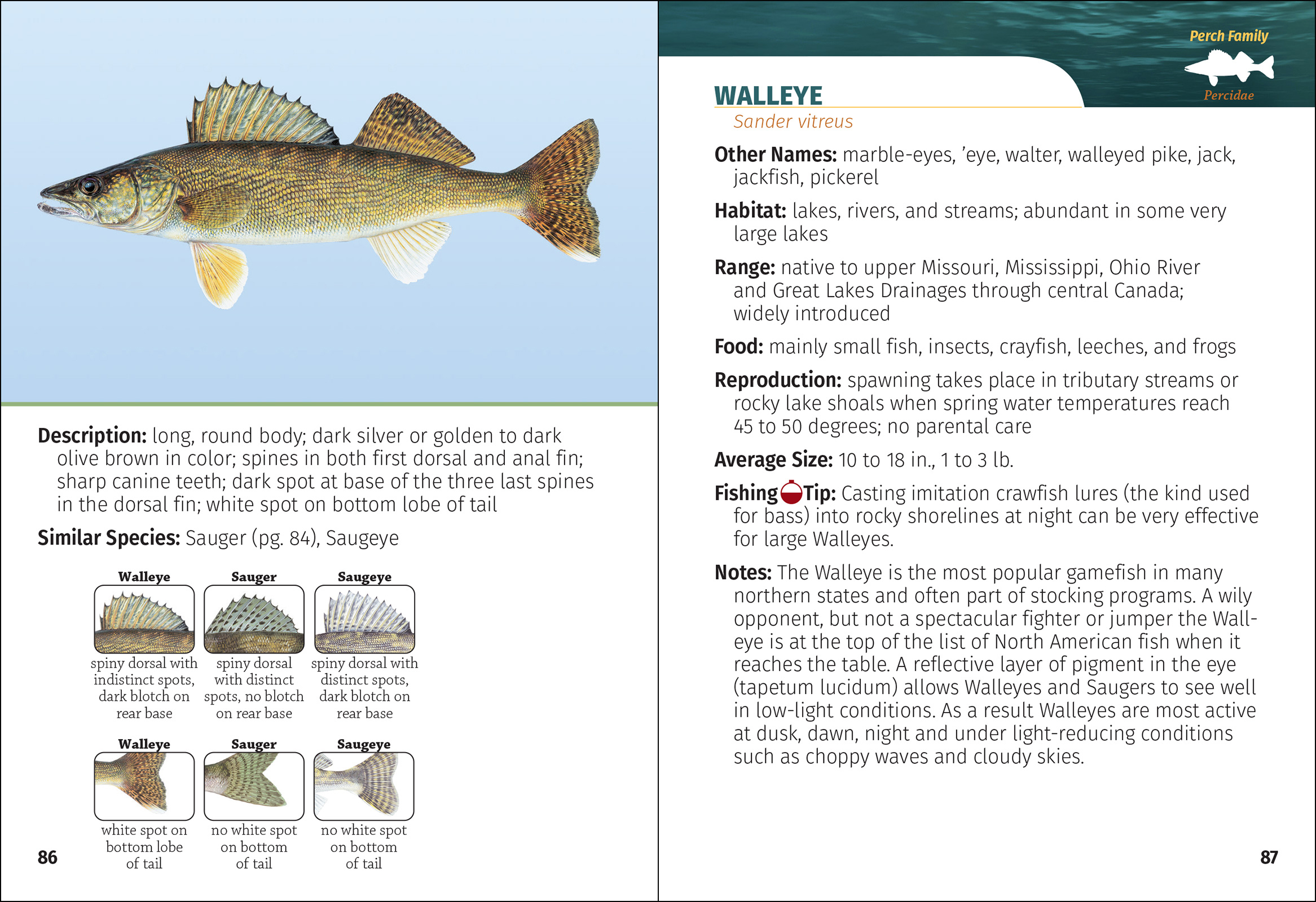 Freshwater Fish of North America Field Guide