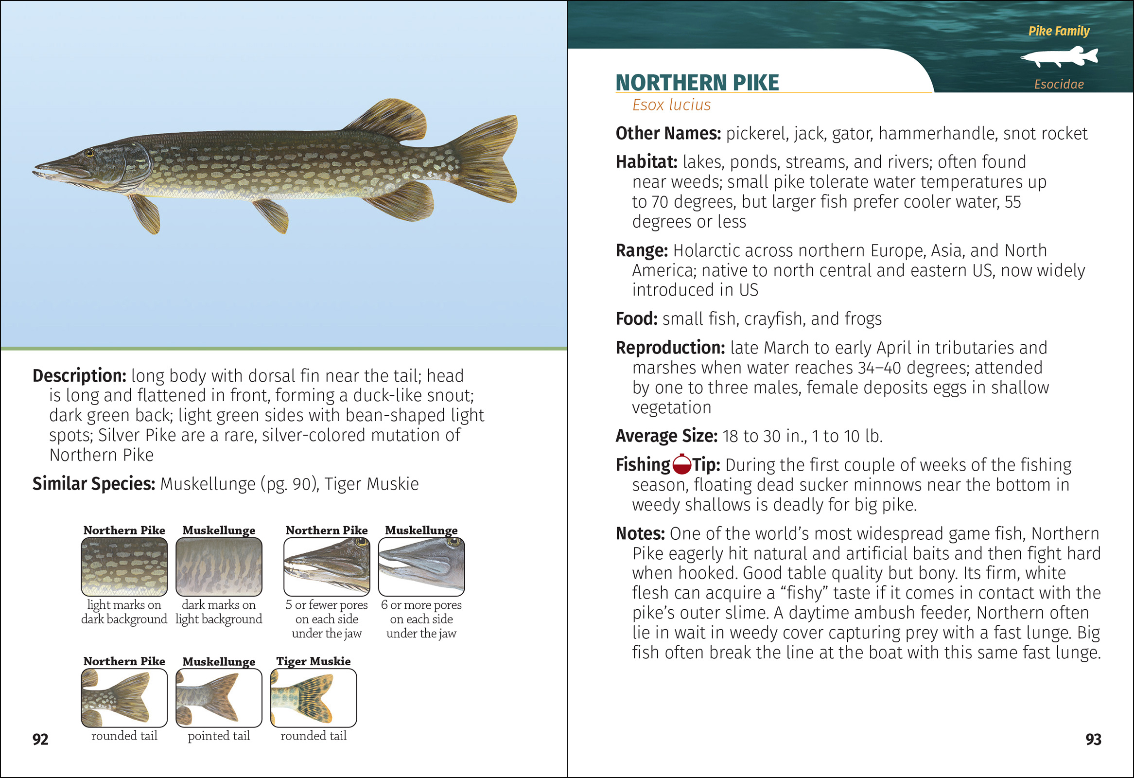 Freshwater Fish of North America Field Guide