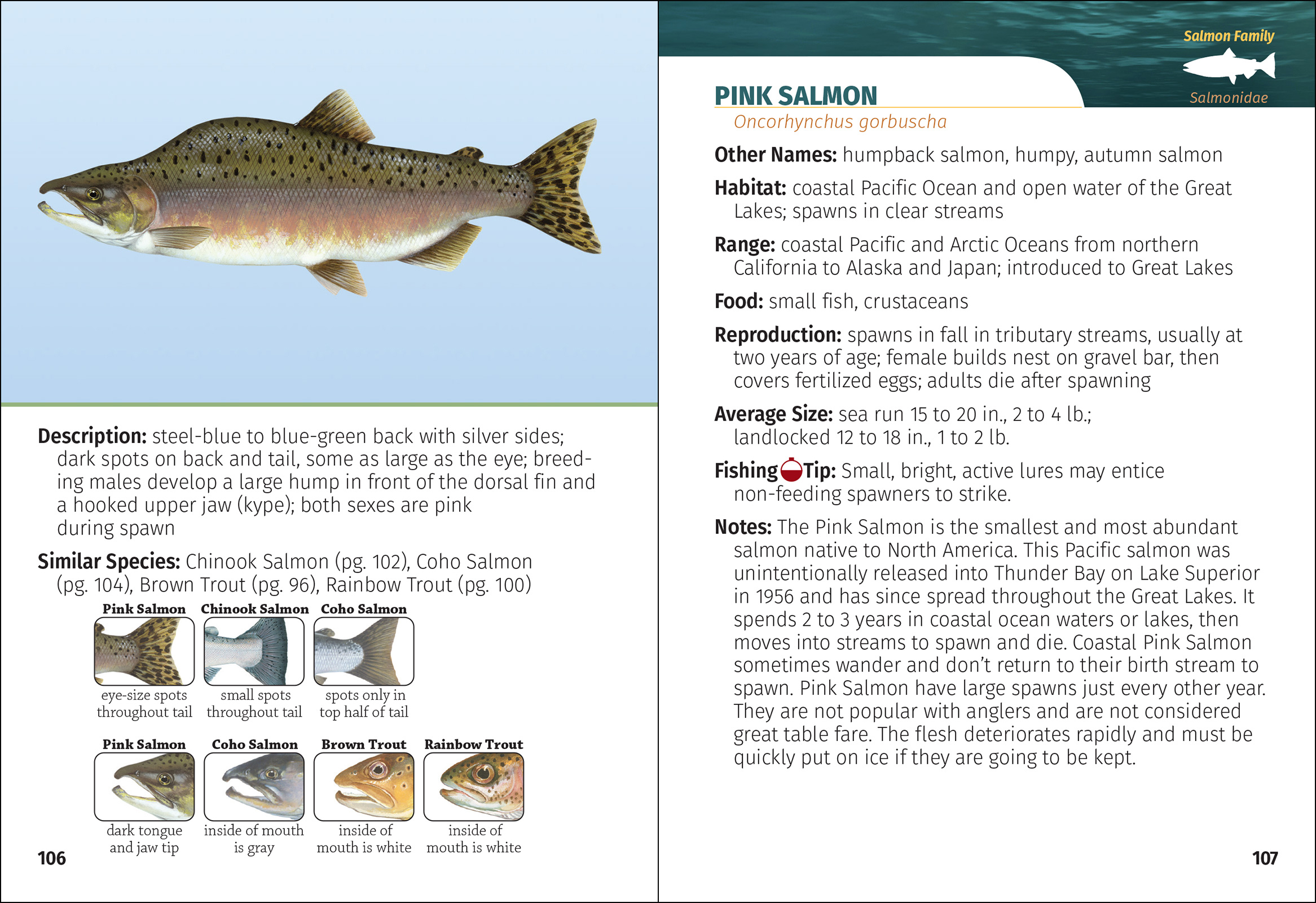 Freshwater Fish of North America Field Guide