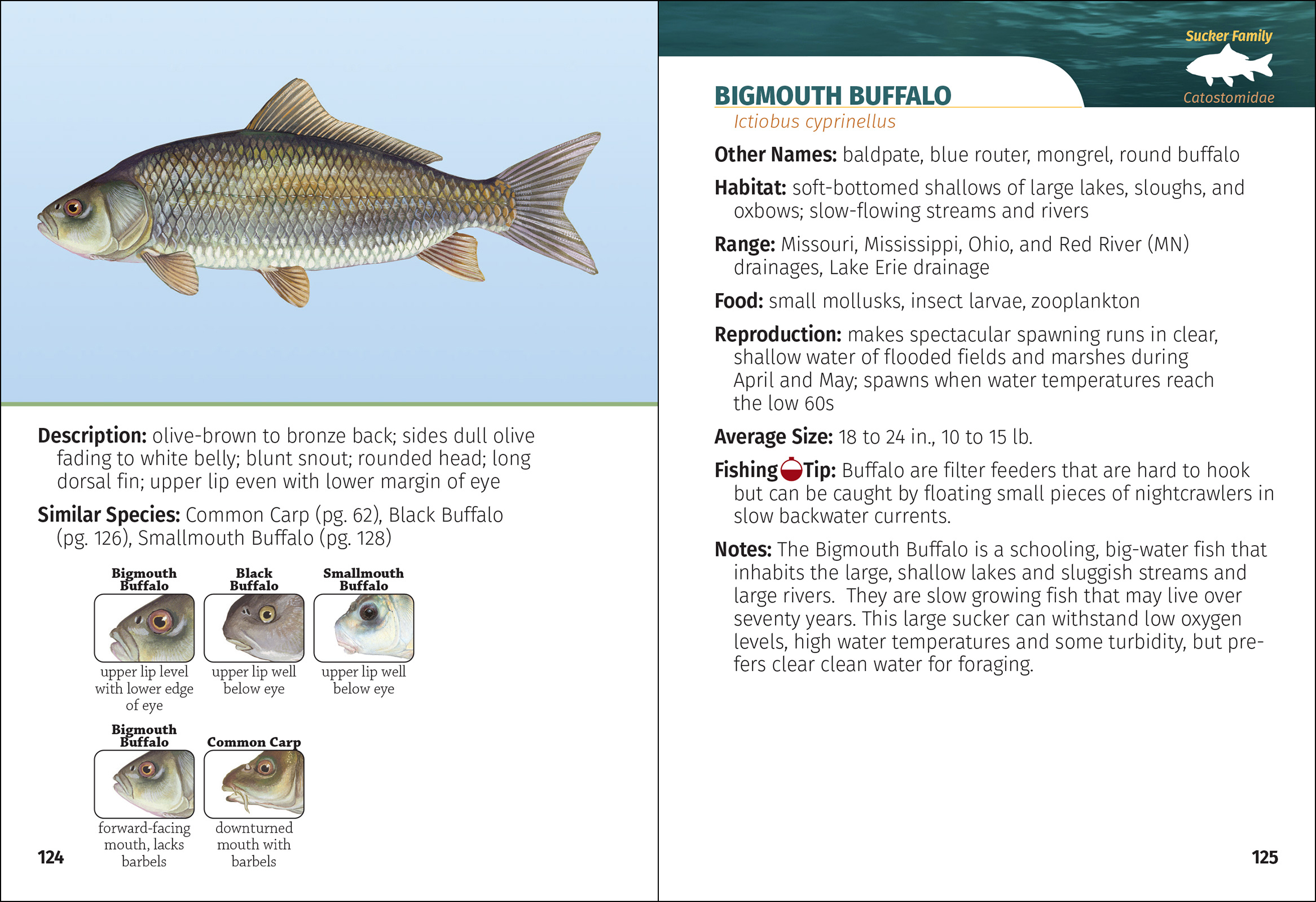 Freshwater Fish of North America Field Guide