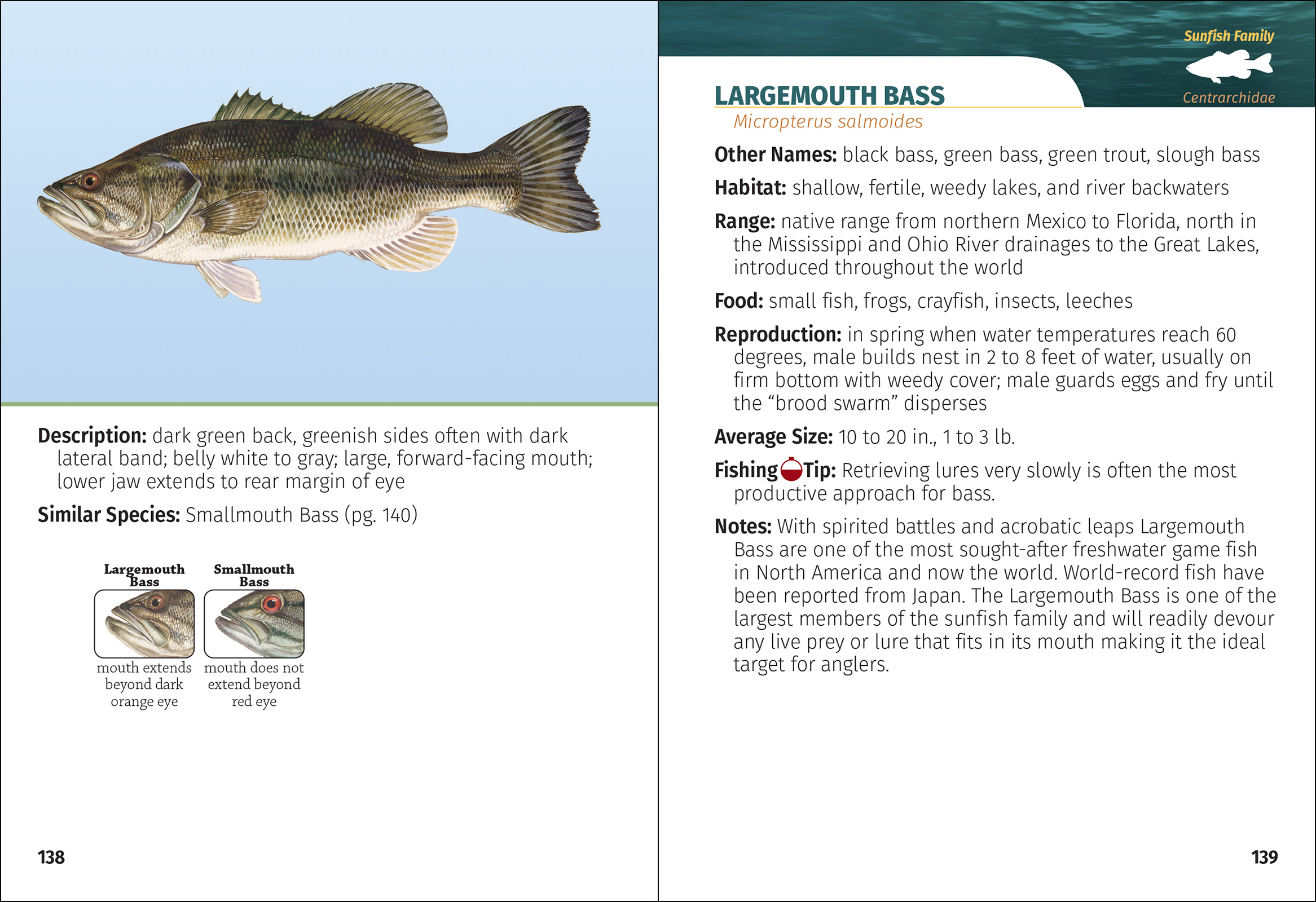 Freshwater Fish of North America Field Guide