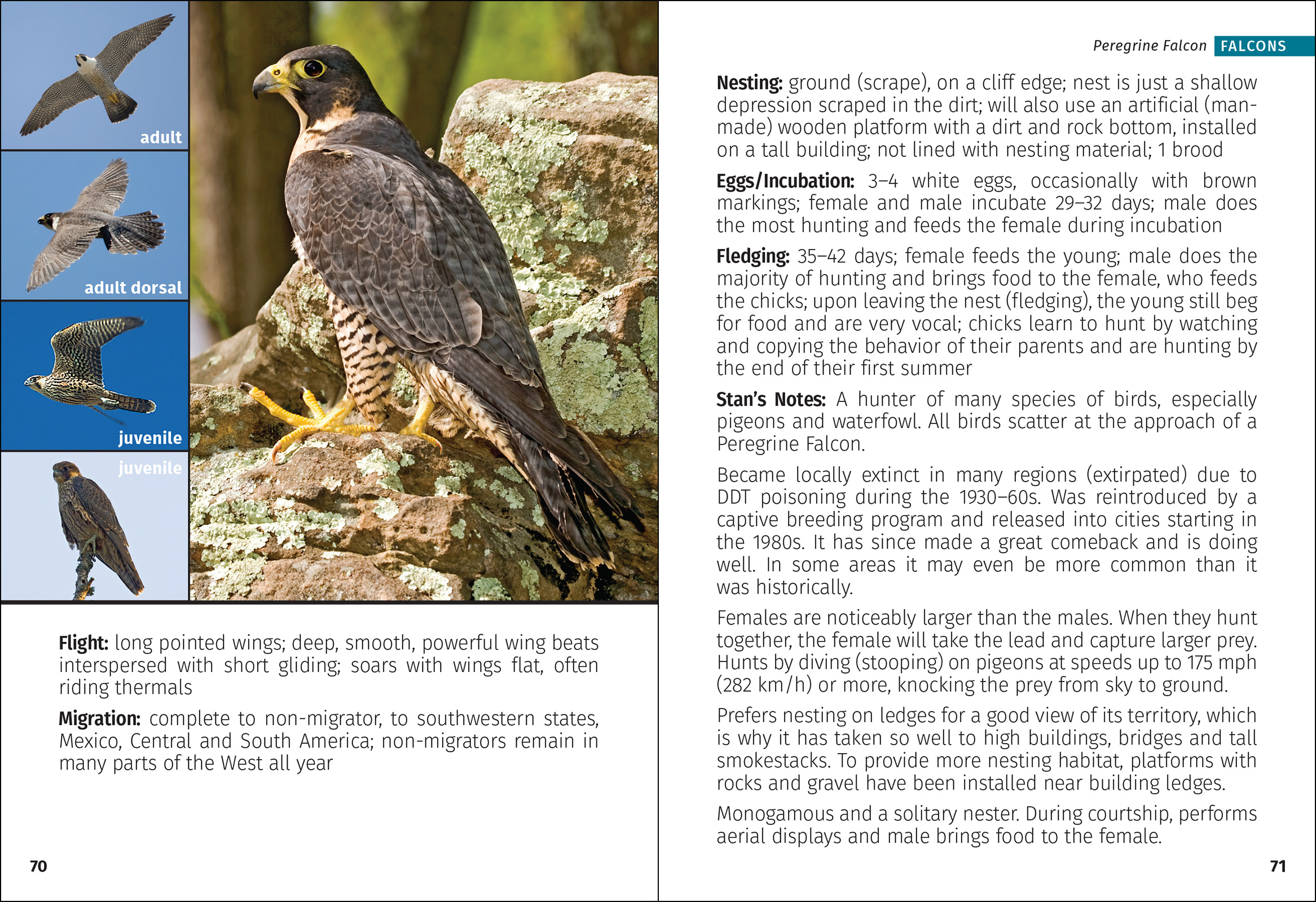 Birds of Prey of the West Field Guide
