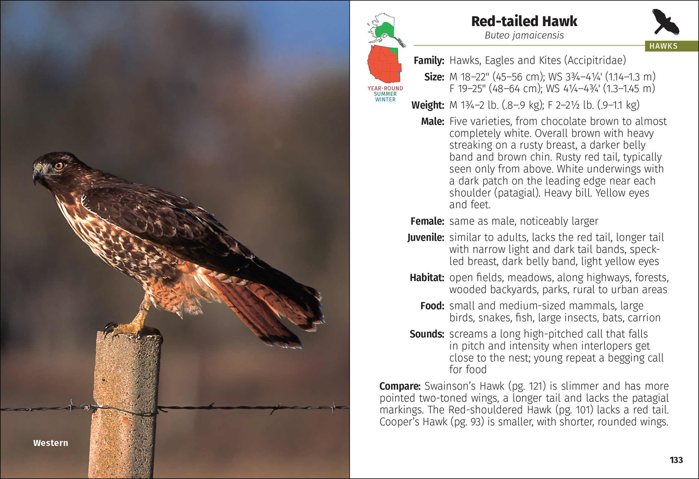 Birds of Prey of the West Field Guide
