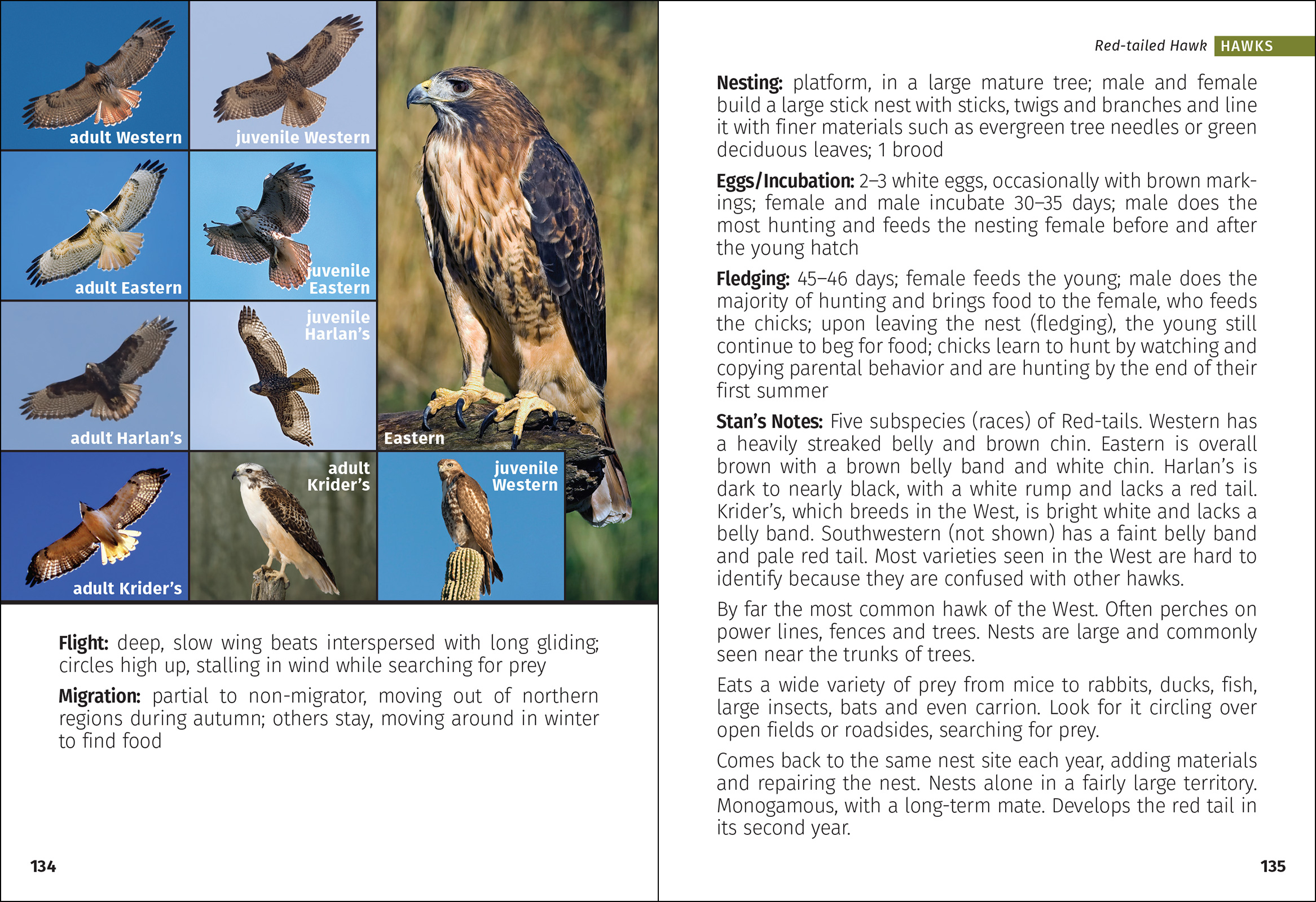Birds of Prey of the West Field Guide