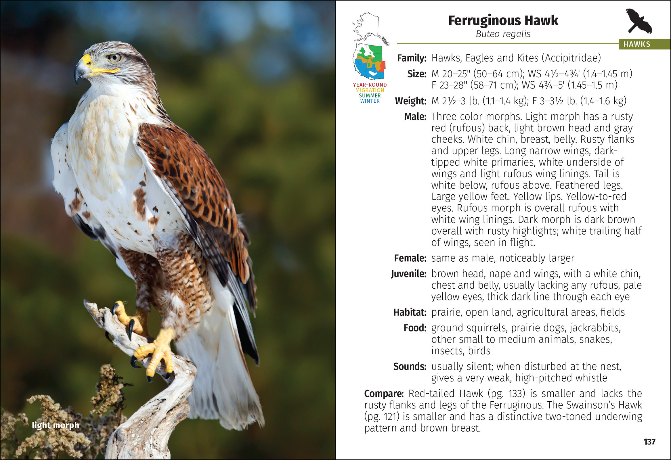 Birds of Prey of the West Field Guide