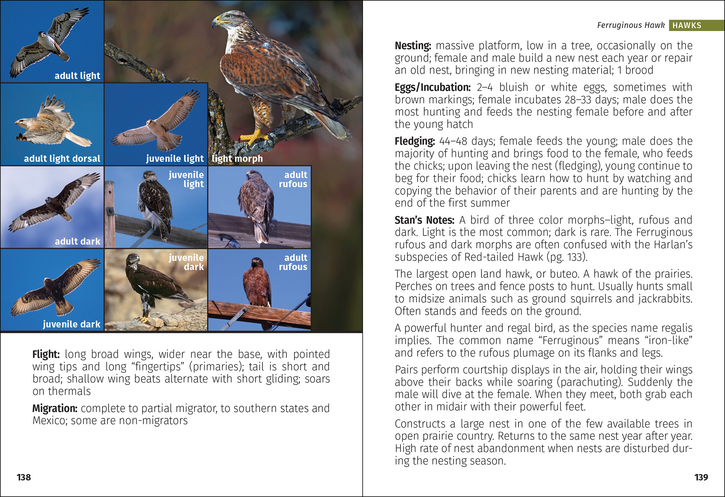 Birds of Prey of the West Field Guide