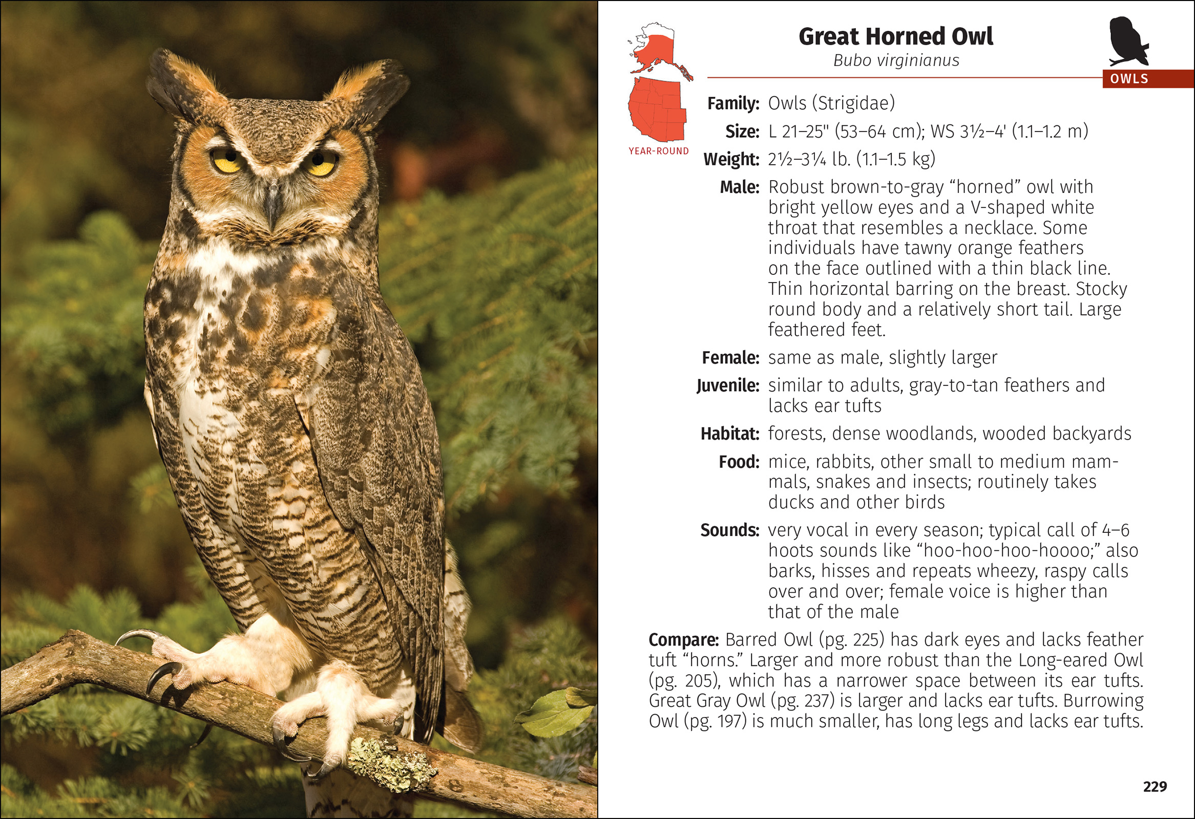 Birds of Prey of the West Field Guide
