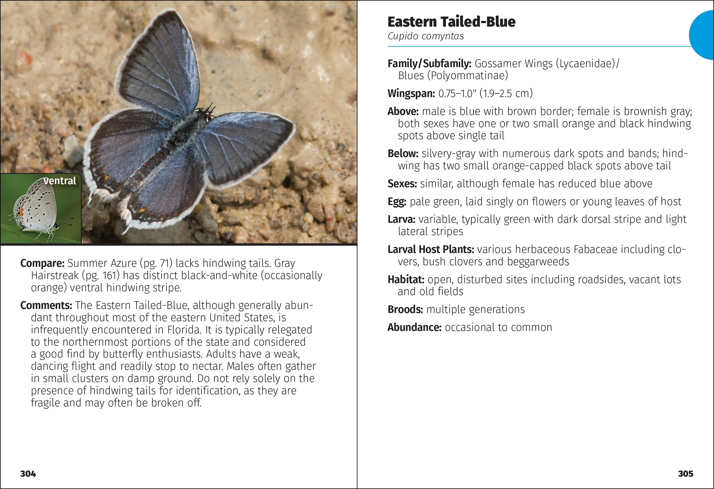 Butterflies of Florida Field Guide