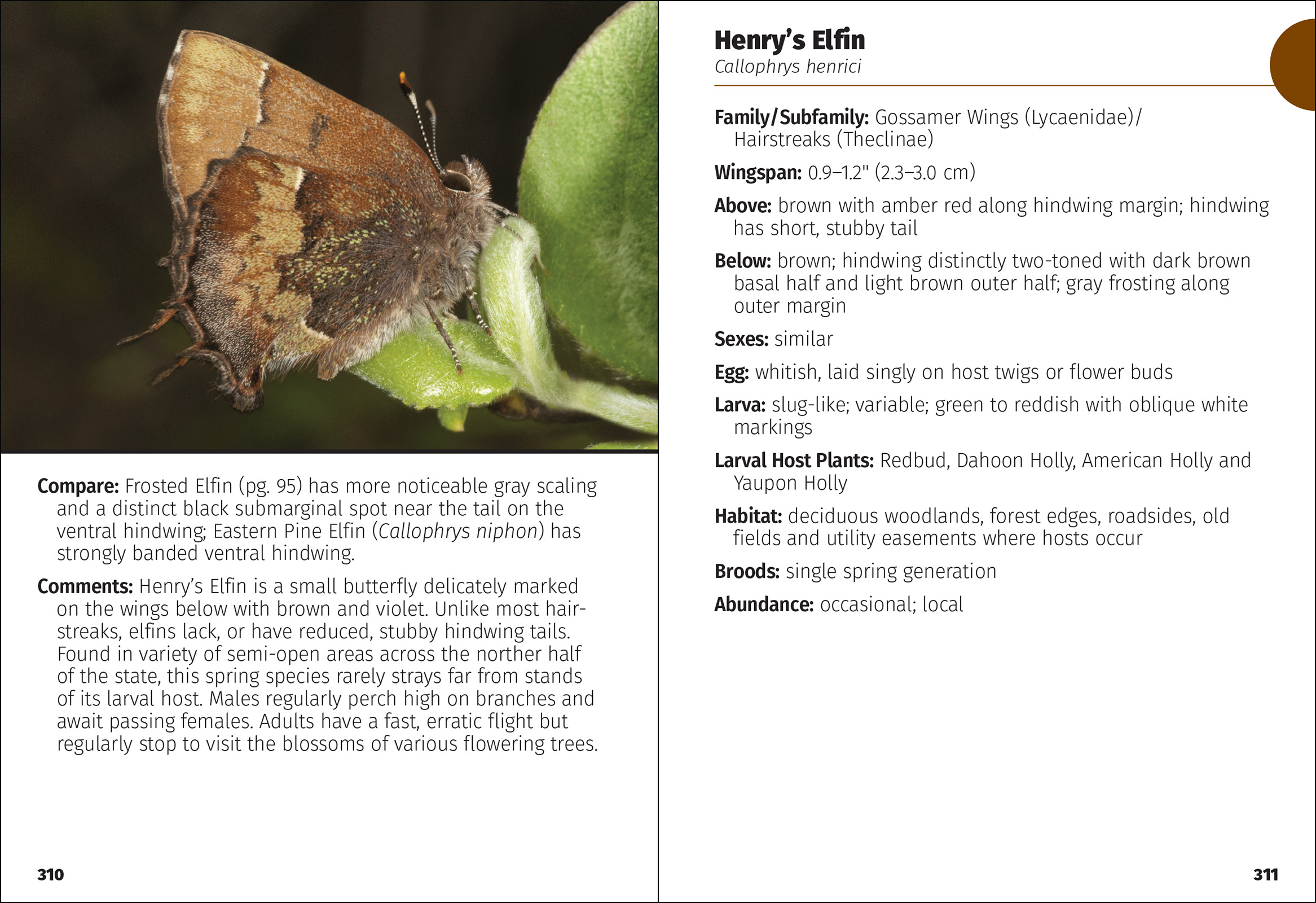 Butterflies of Florida Field Guide