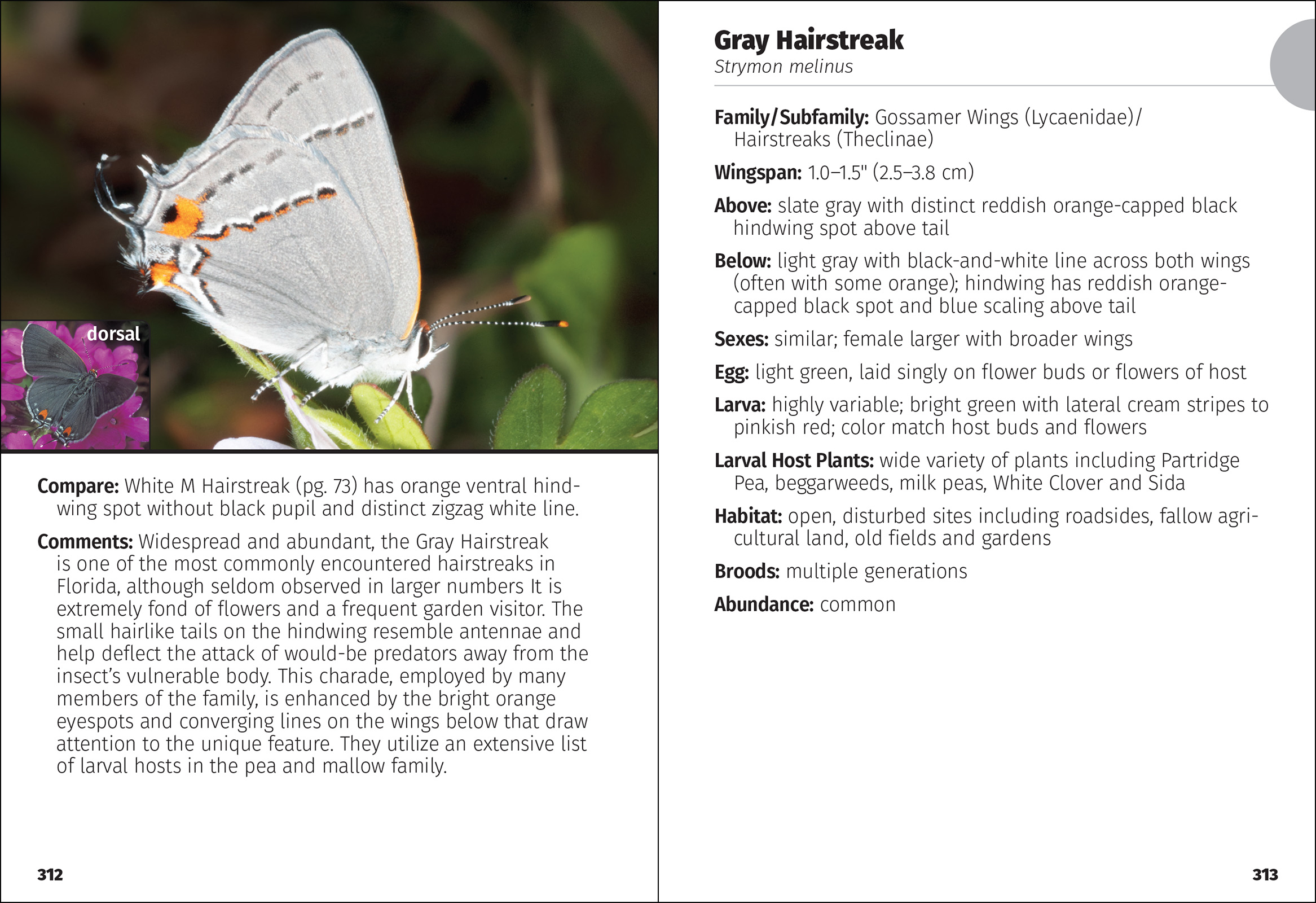 Butterflies of Florida Field Guide
