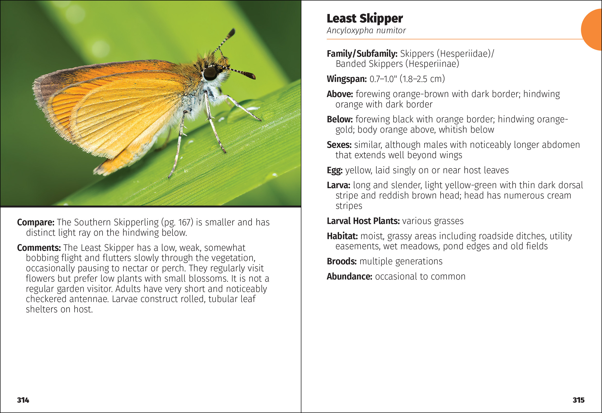 Butterflies of Florida Field Guide