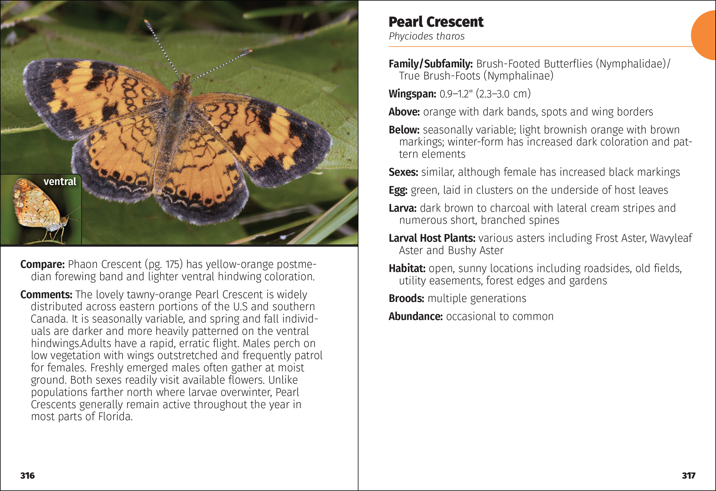 Butterflies of Florida Field Guide