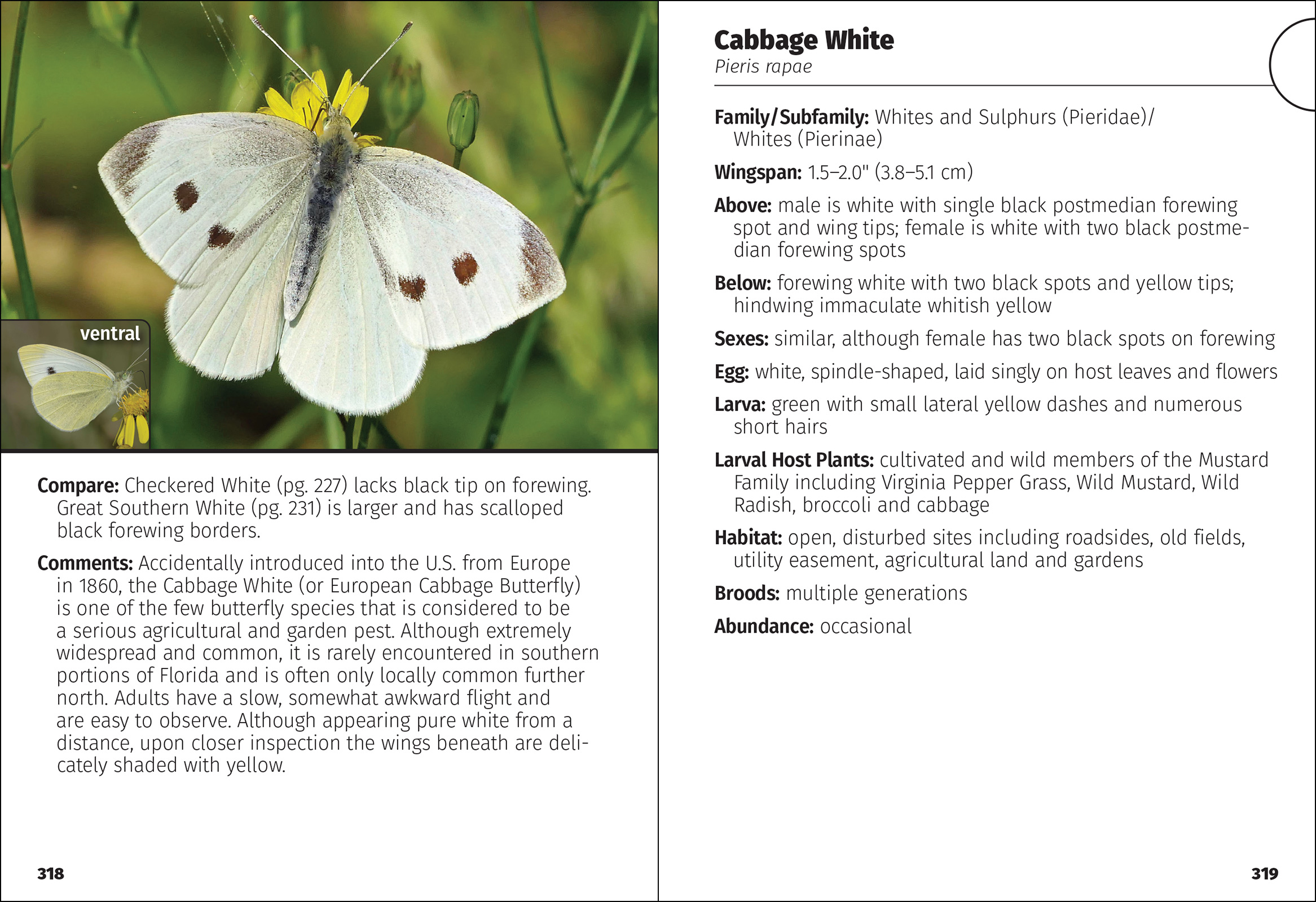 Butterflies of Florida Field Guide