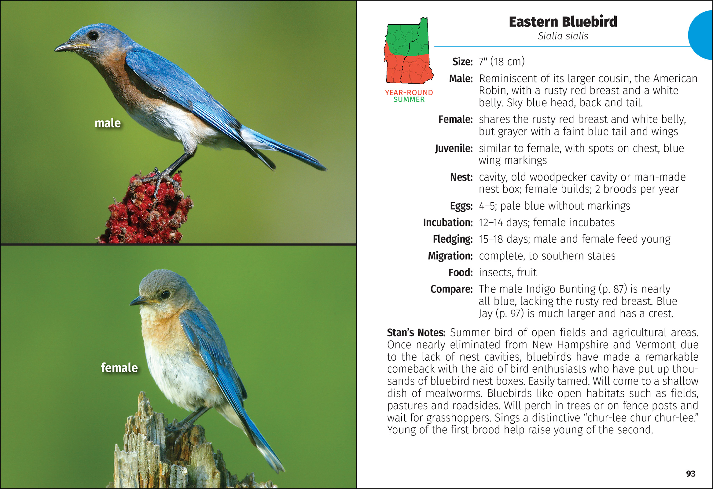 Birds of New Hampshire & Vermont Field Guide