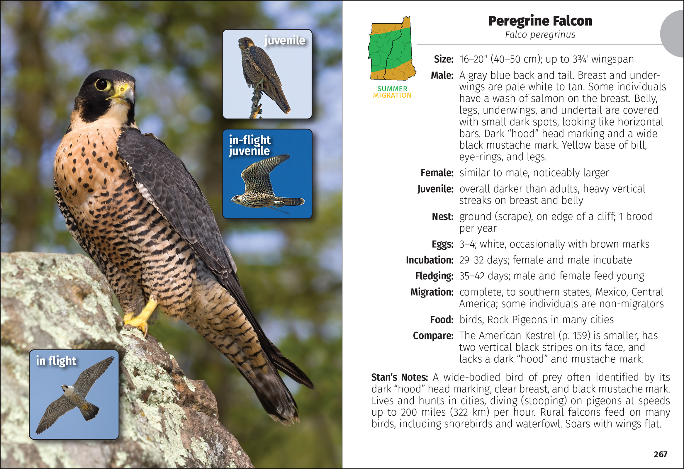 Birds of New Hampshire & Vermont Field Guide