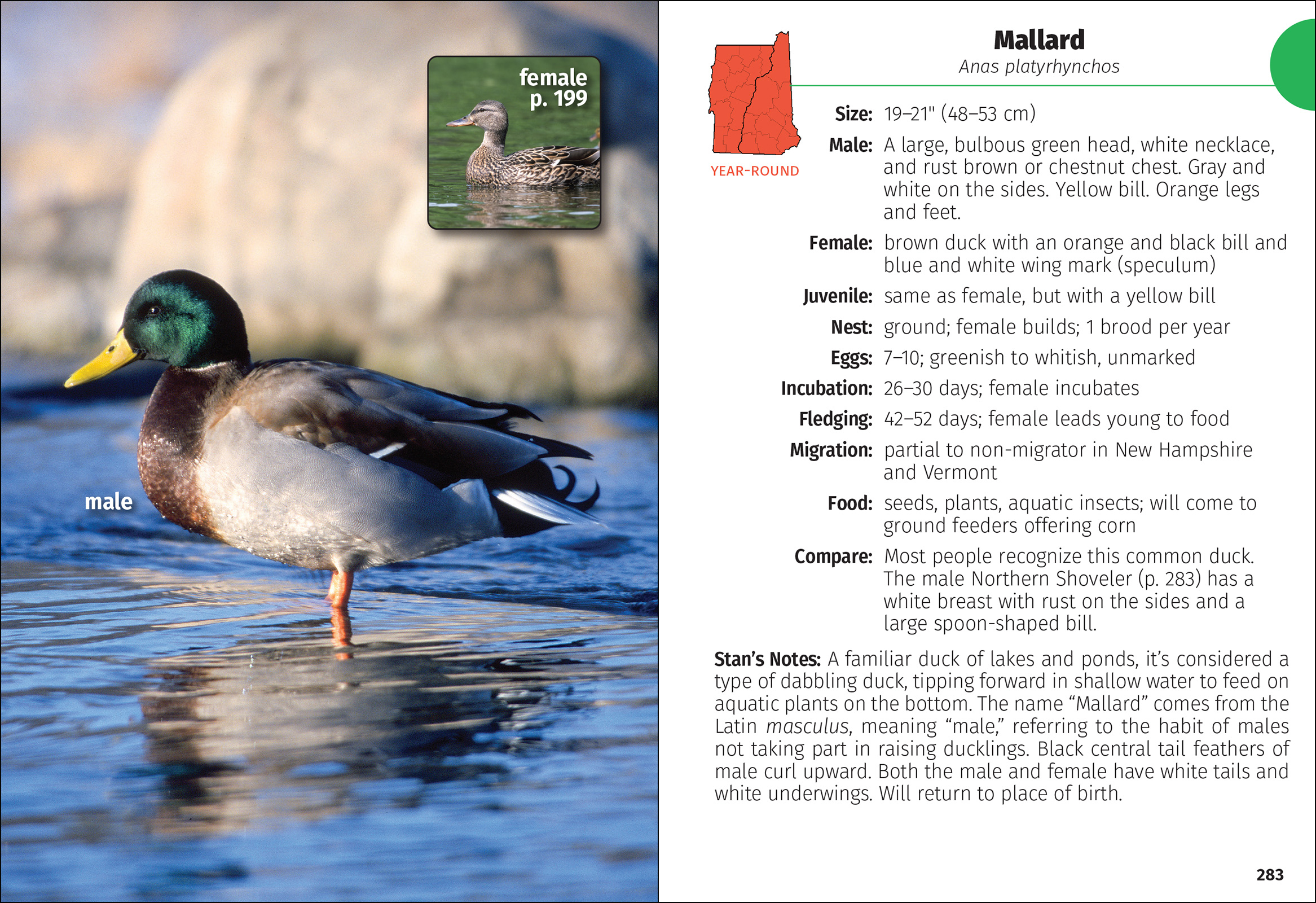 Birds of New Hampshire & Vermont Field Guide