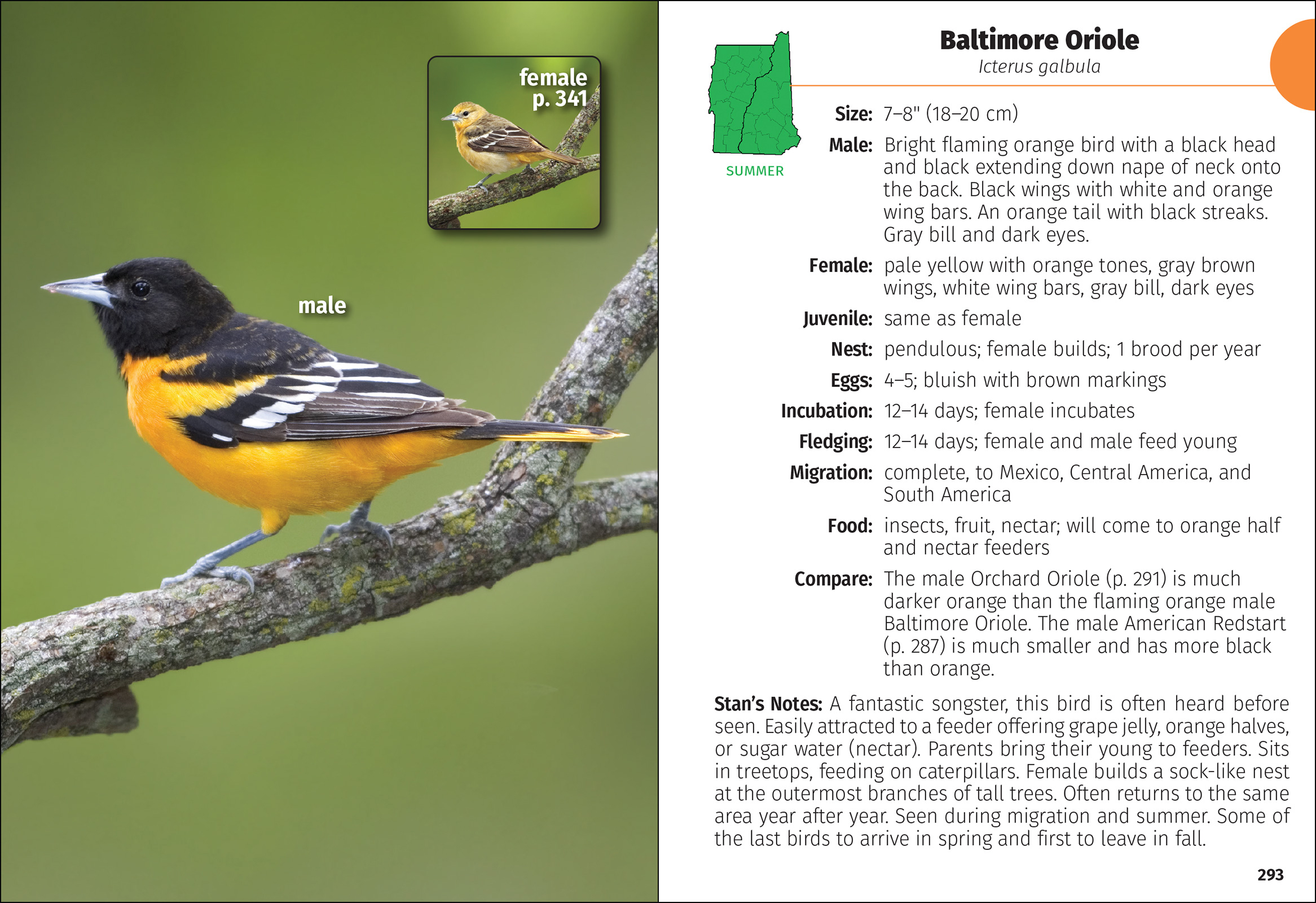 Birds of New Hampshire & Vermont Field Guide