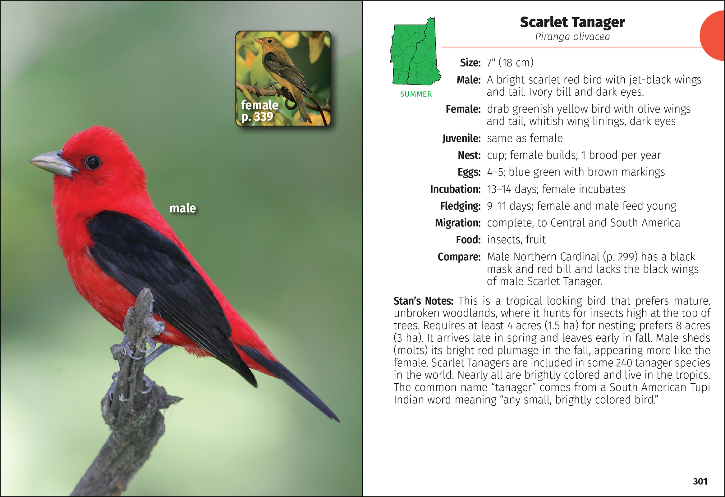 Birds of New Hampshire & Vermont Field Guide