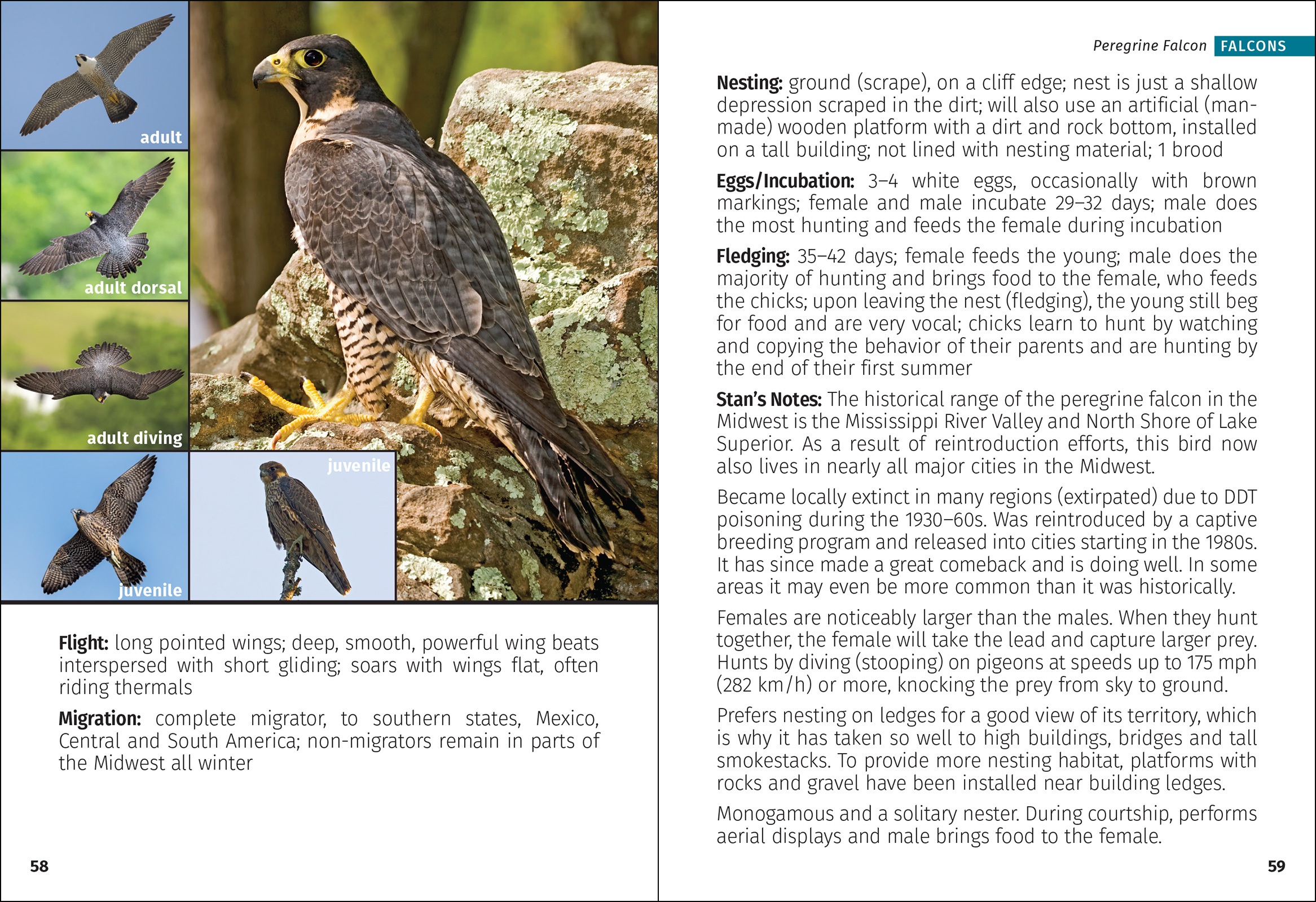 Birds of Prey of the Midwest Field Guide