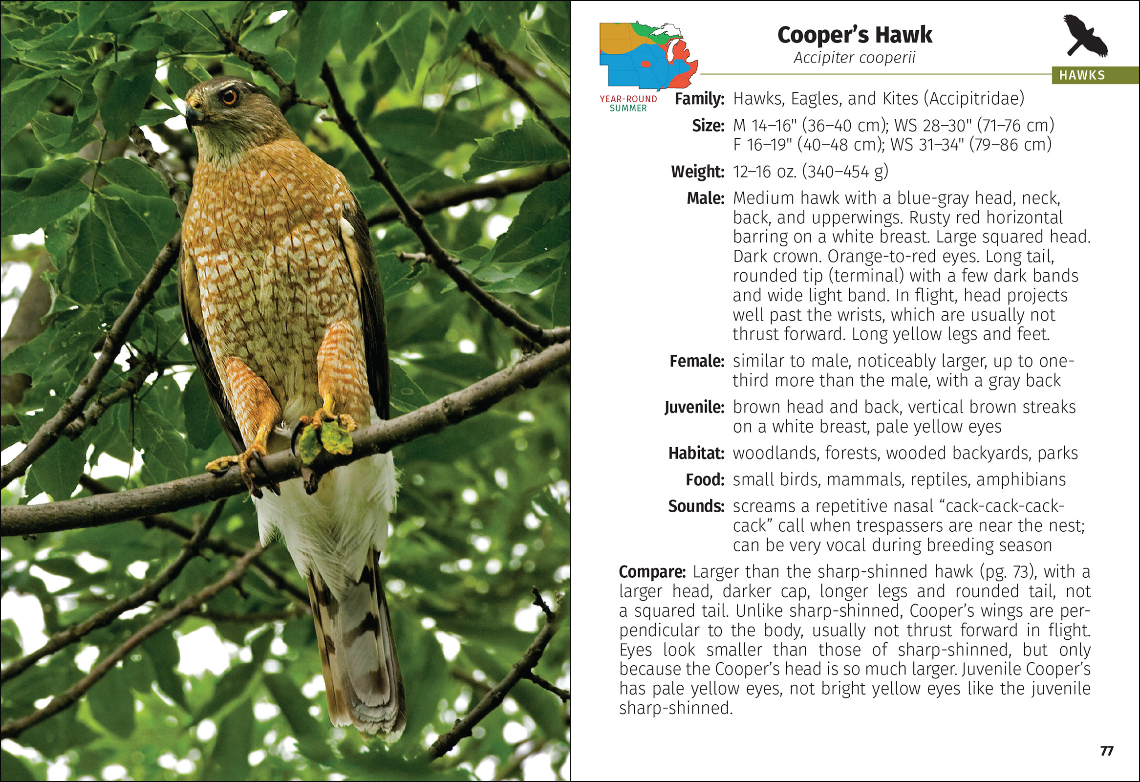 Birds of Prey of the Midwest Field Guide
