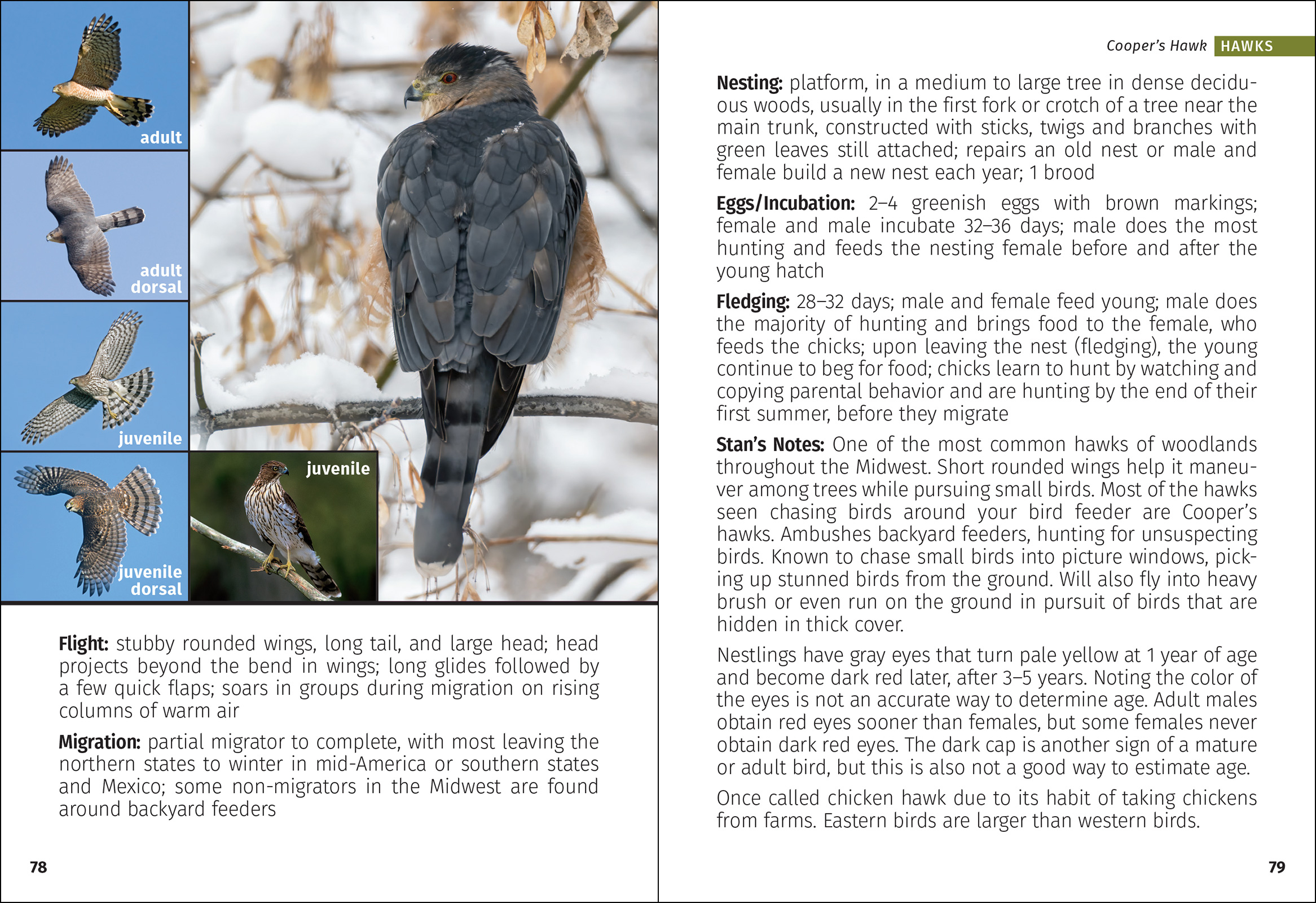 Birds of Prey of the Midwest Field Guide