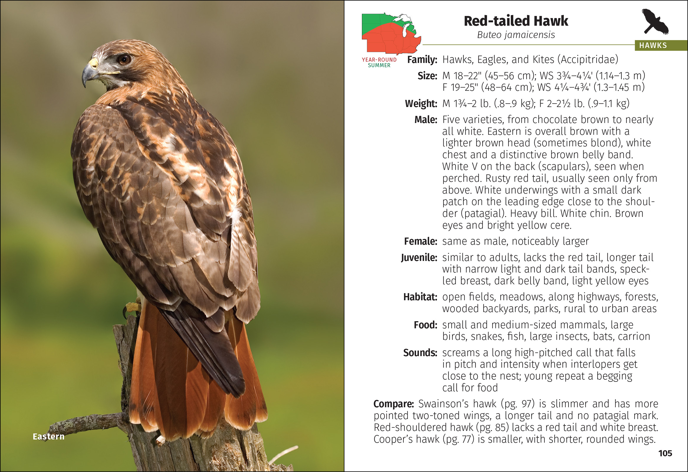 Birds of Prey of the Midwest Field Guide