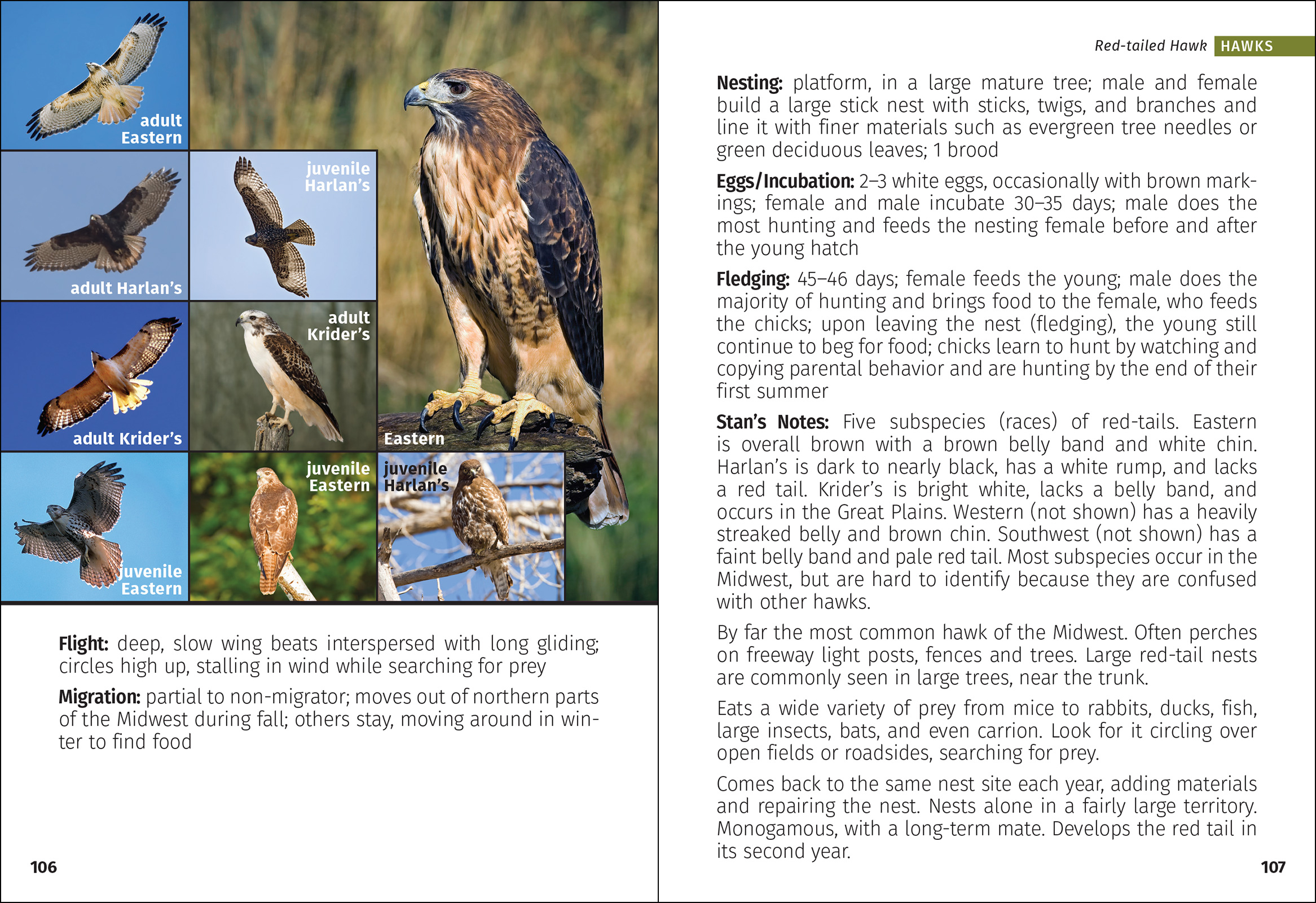 Birds of Prey of the Midwest Field Guide