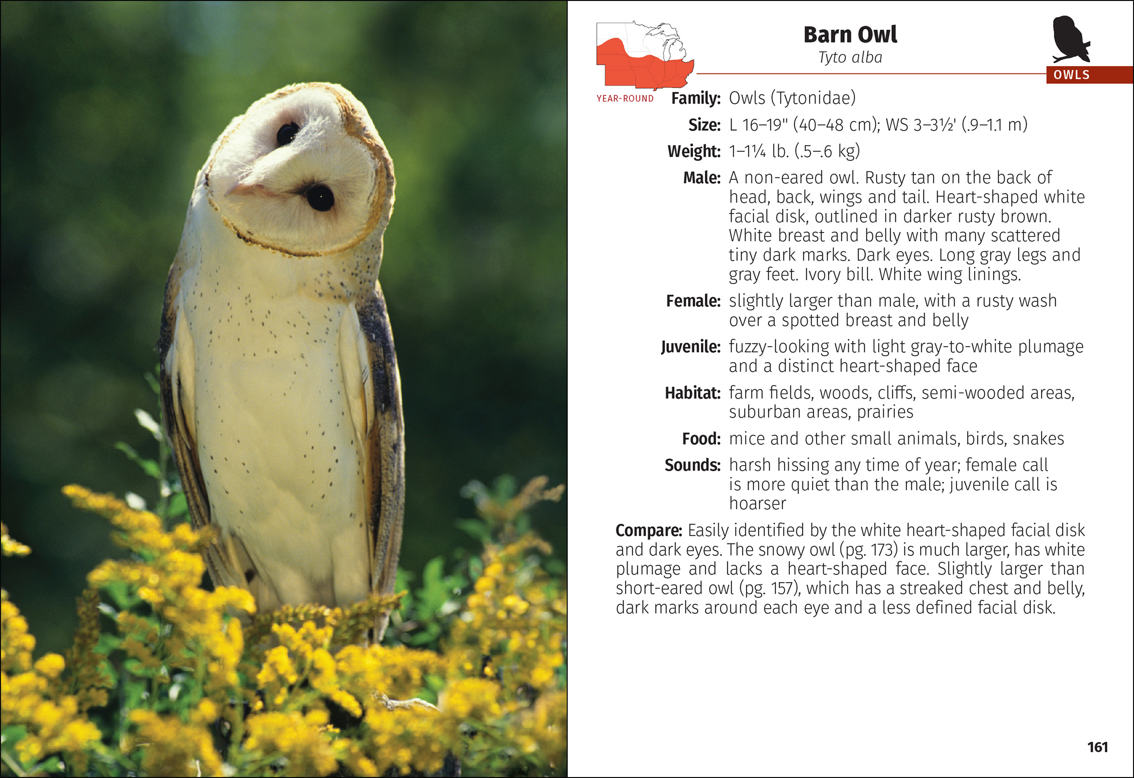 Birds of Prey of the Midwest Field Guide