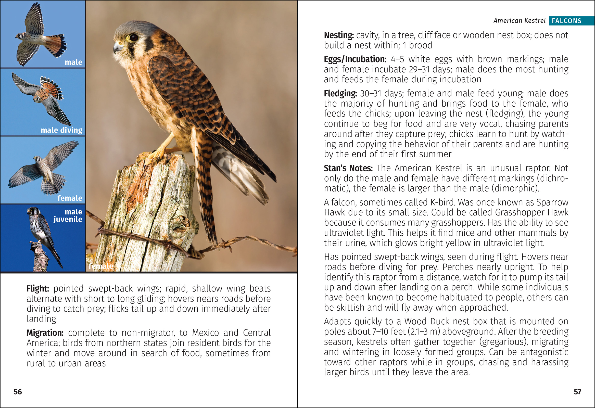 Birds of Prey of the South Field Guide