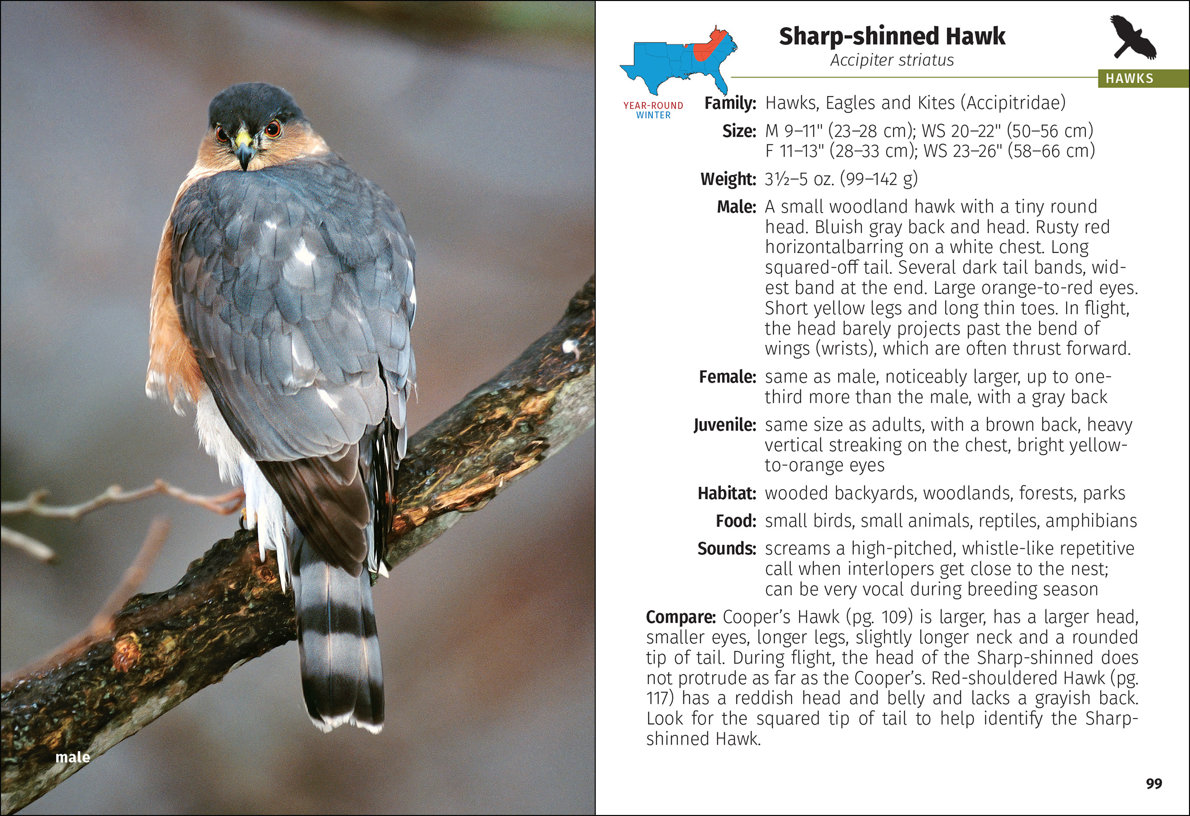 Birds of Prey of the South Field Guide