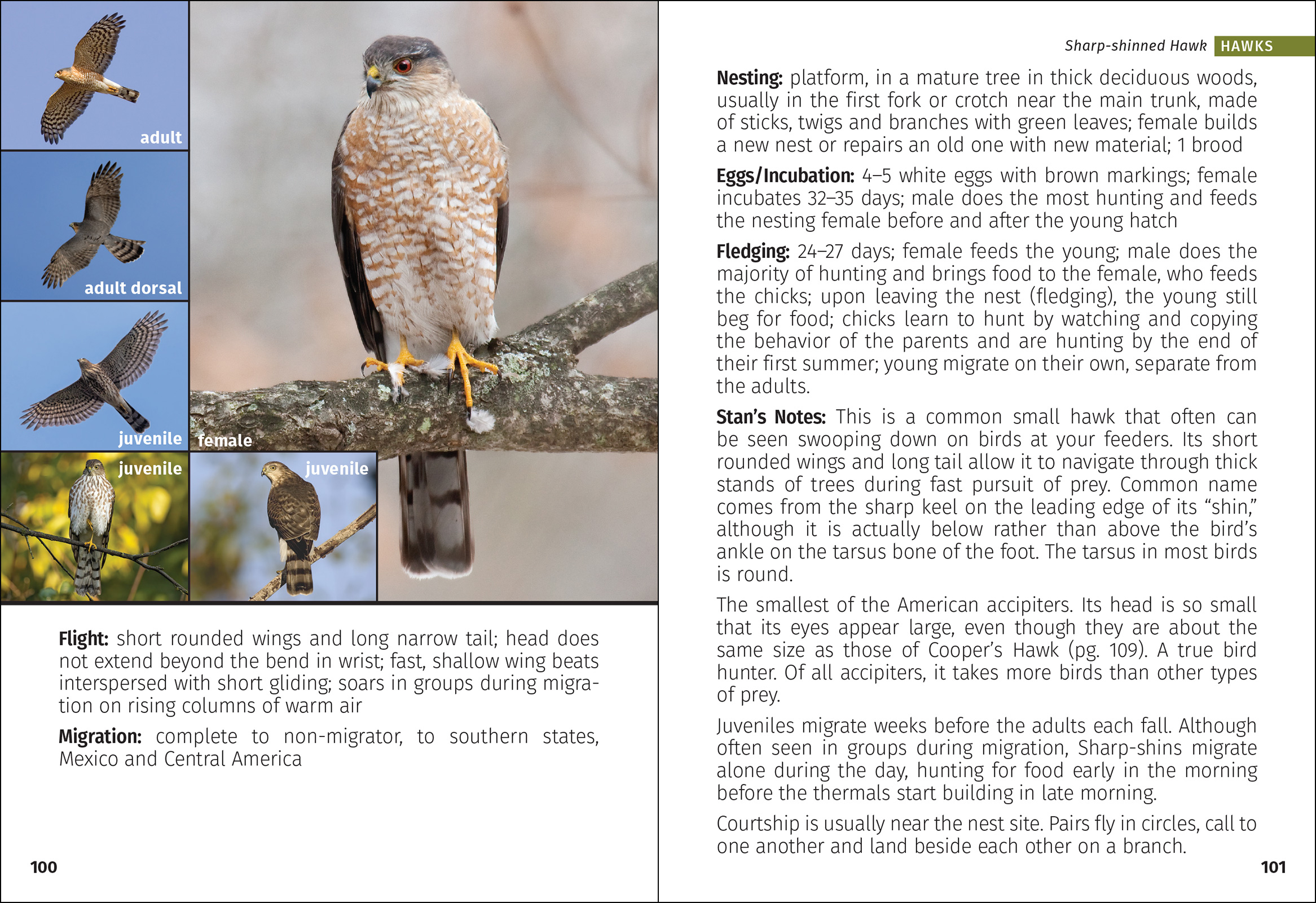 Birds of Prey of the South Field Guide