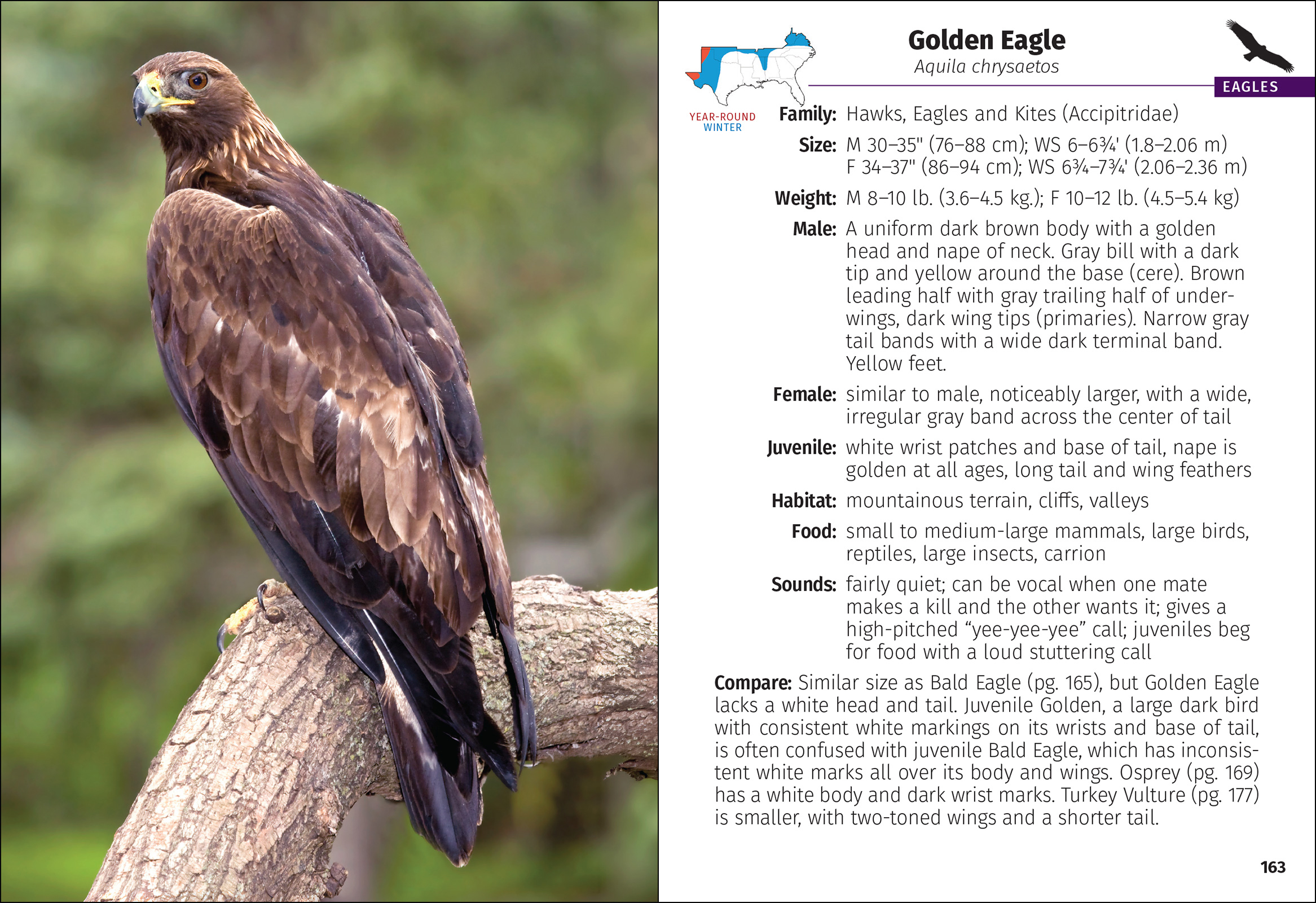 Birds of Prey of the South Field Guide