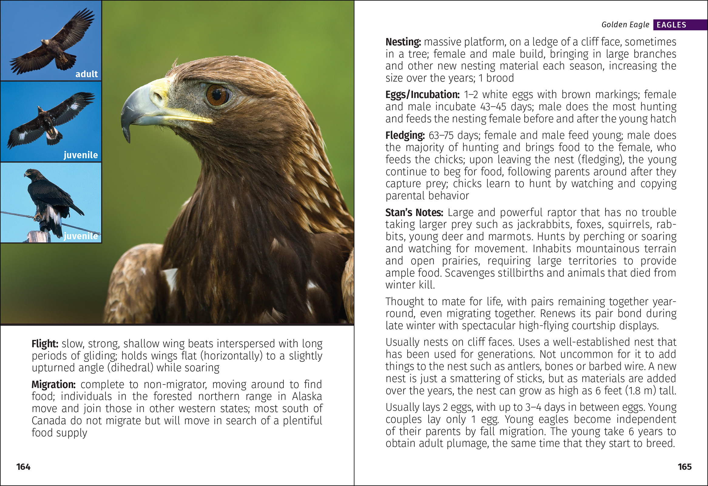 Birds of Prey of the South Field Guide