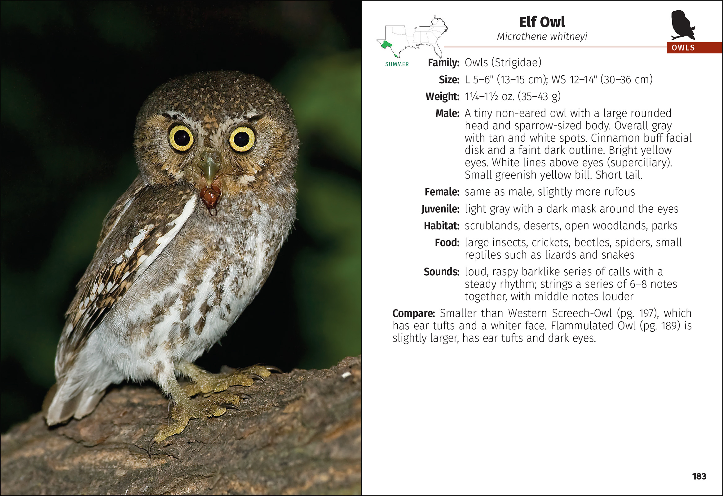 Birds of Prey of the South Field Guide